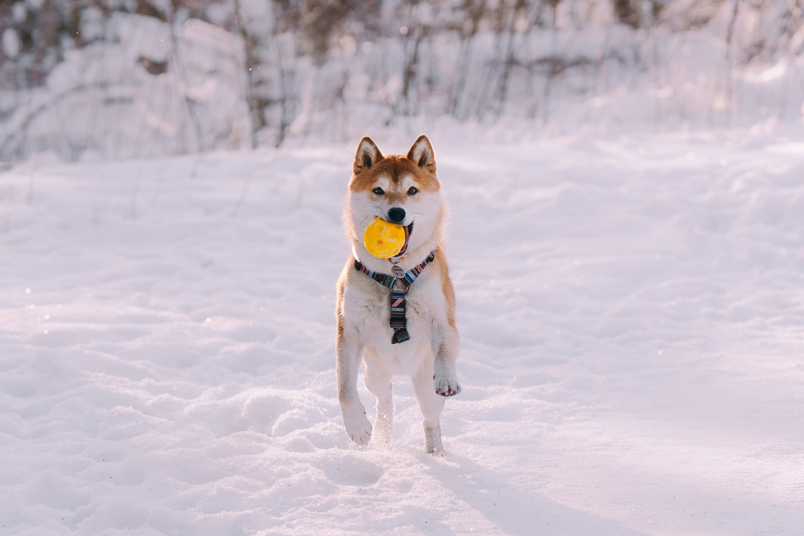 Каори, Анна и Антон. Фотограф анималист в Спб недорого Олеся Майорова