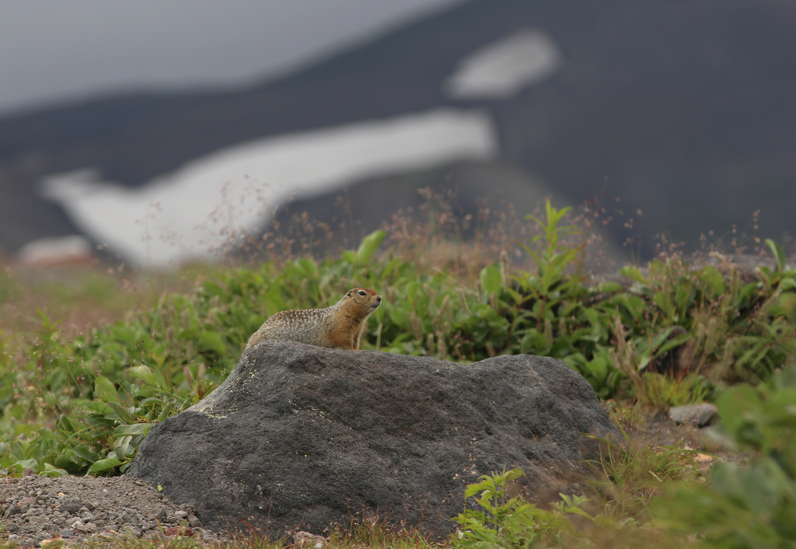 Камчатка и о. Парамушир. Июль 2024. Путешественник-фотограф из Санкт-Петербурга Татьяна Свистулина
