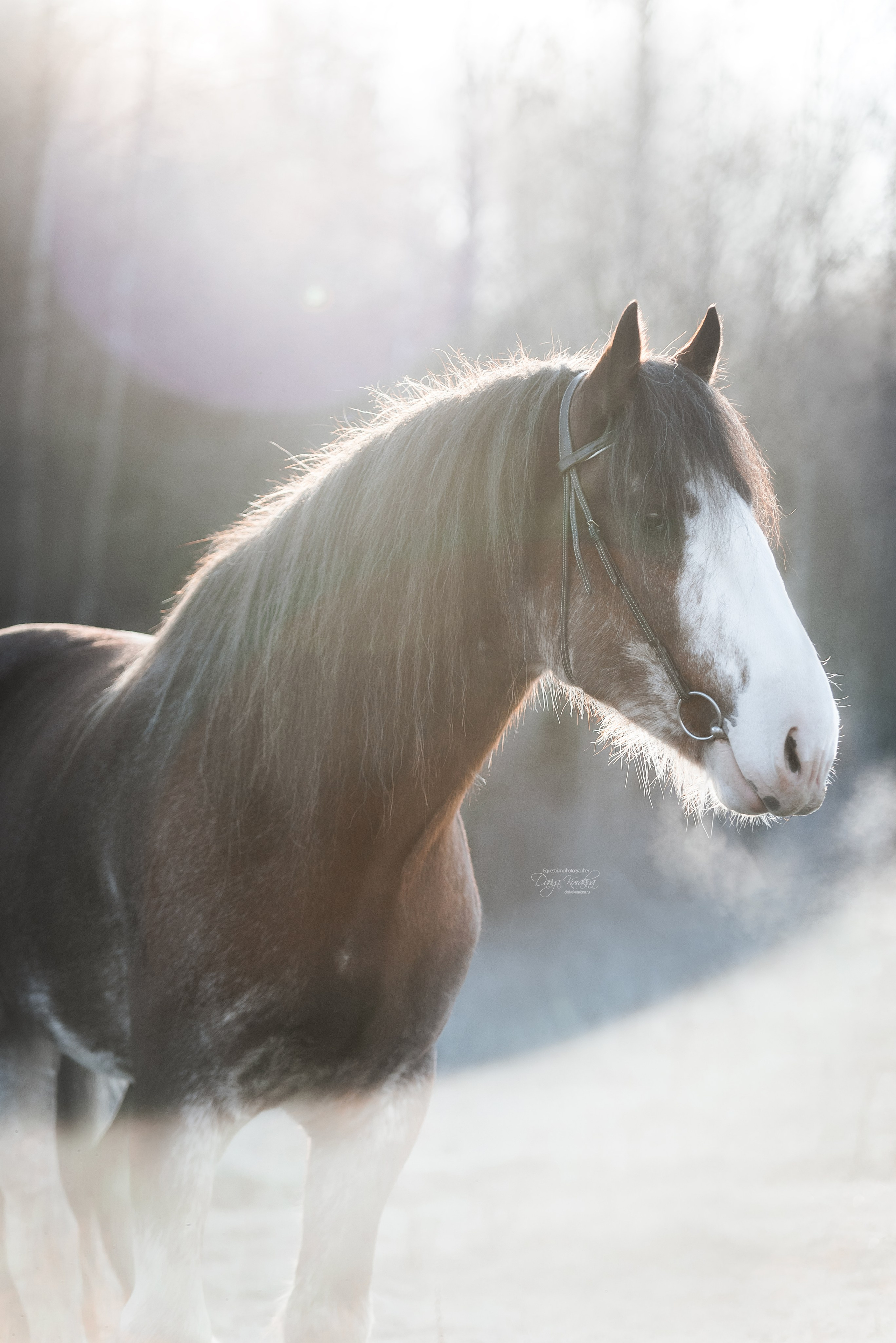 Komardins. Конный фотограф Куракина Дарья • Фотосессии с лошадьми