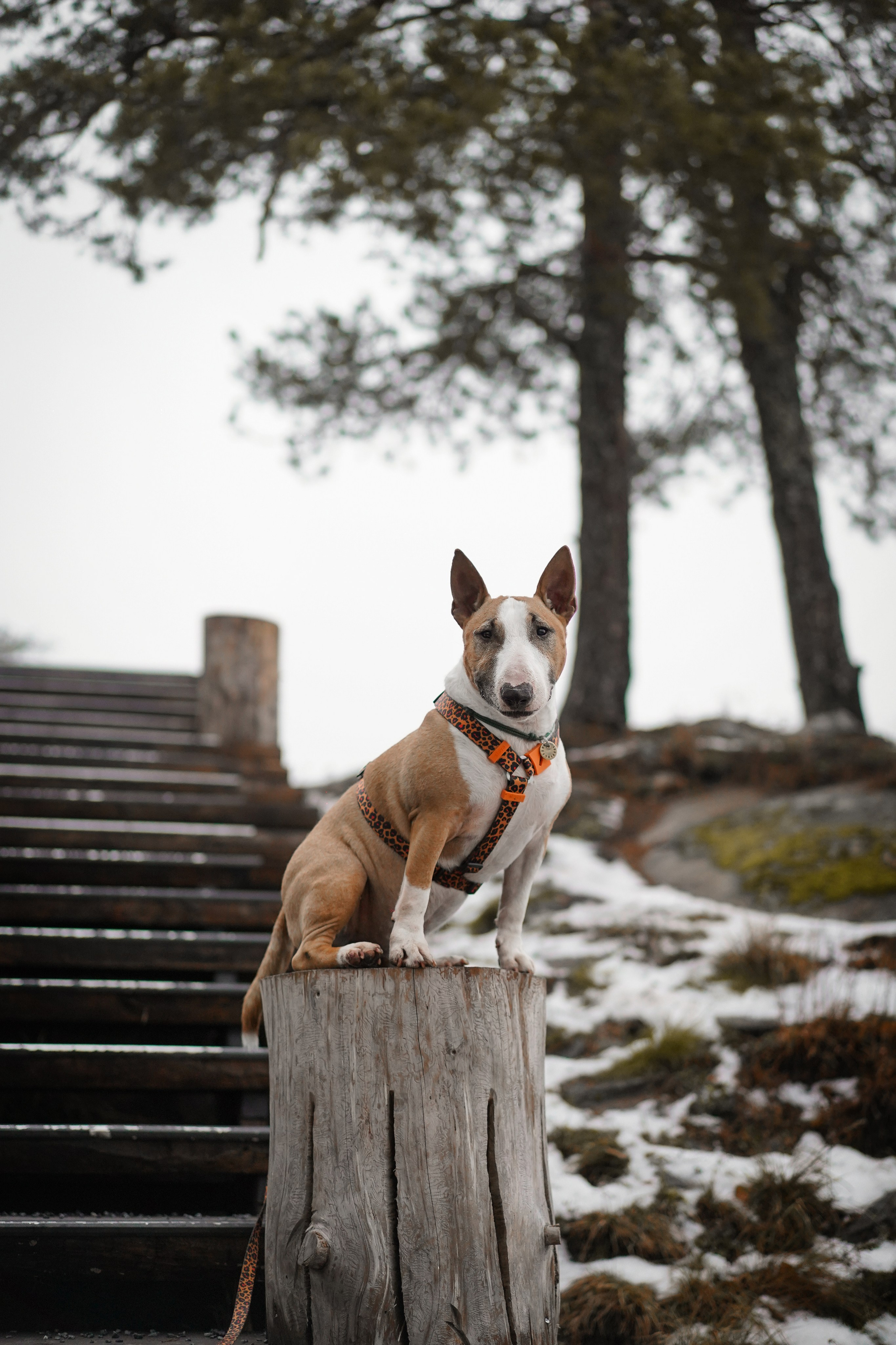 Юни на горе Паасо. Фотограф-анималист в Санкт-Петербурге Яна Мартынова