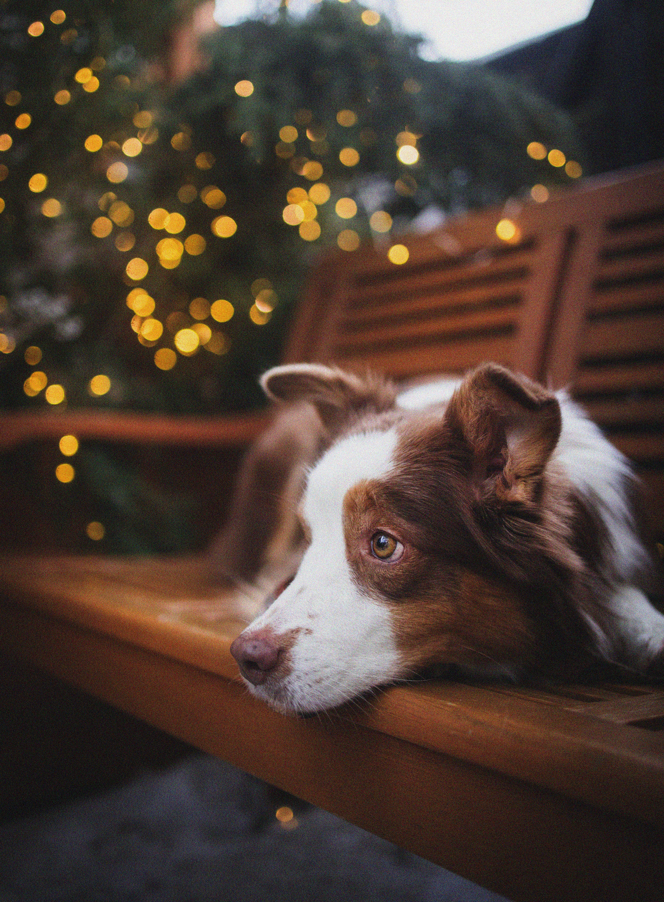 Портфолио. Фотограф-анималист в Екатеринбурге Марина Шишкина