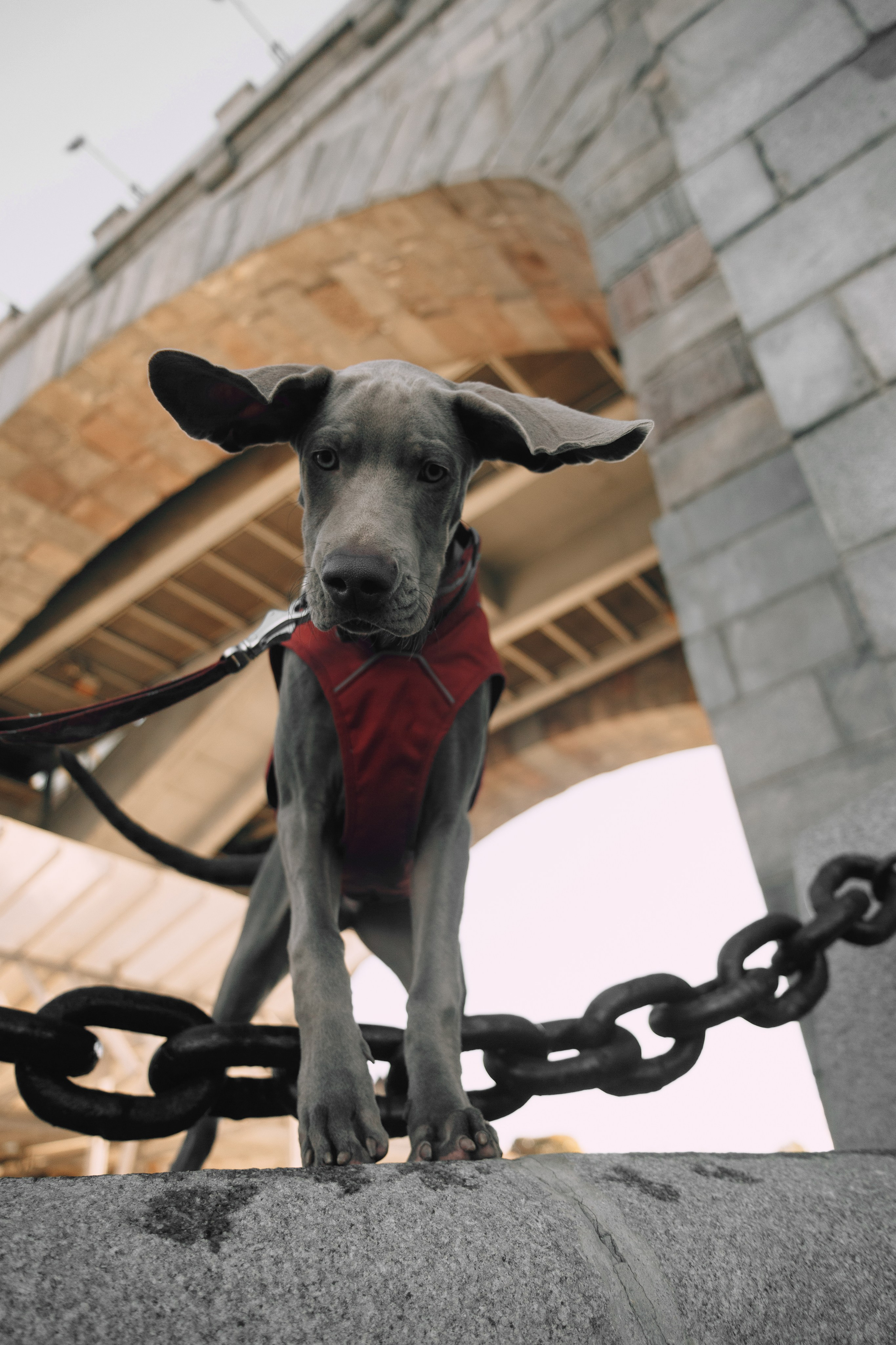 Оля, Саша и Бастиан. Фотограф анималист Кристина Карпова, Москва