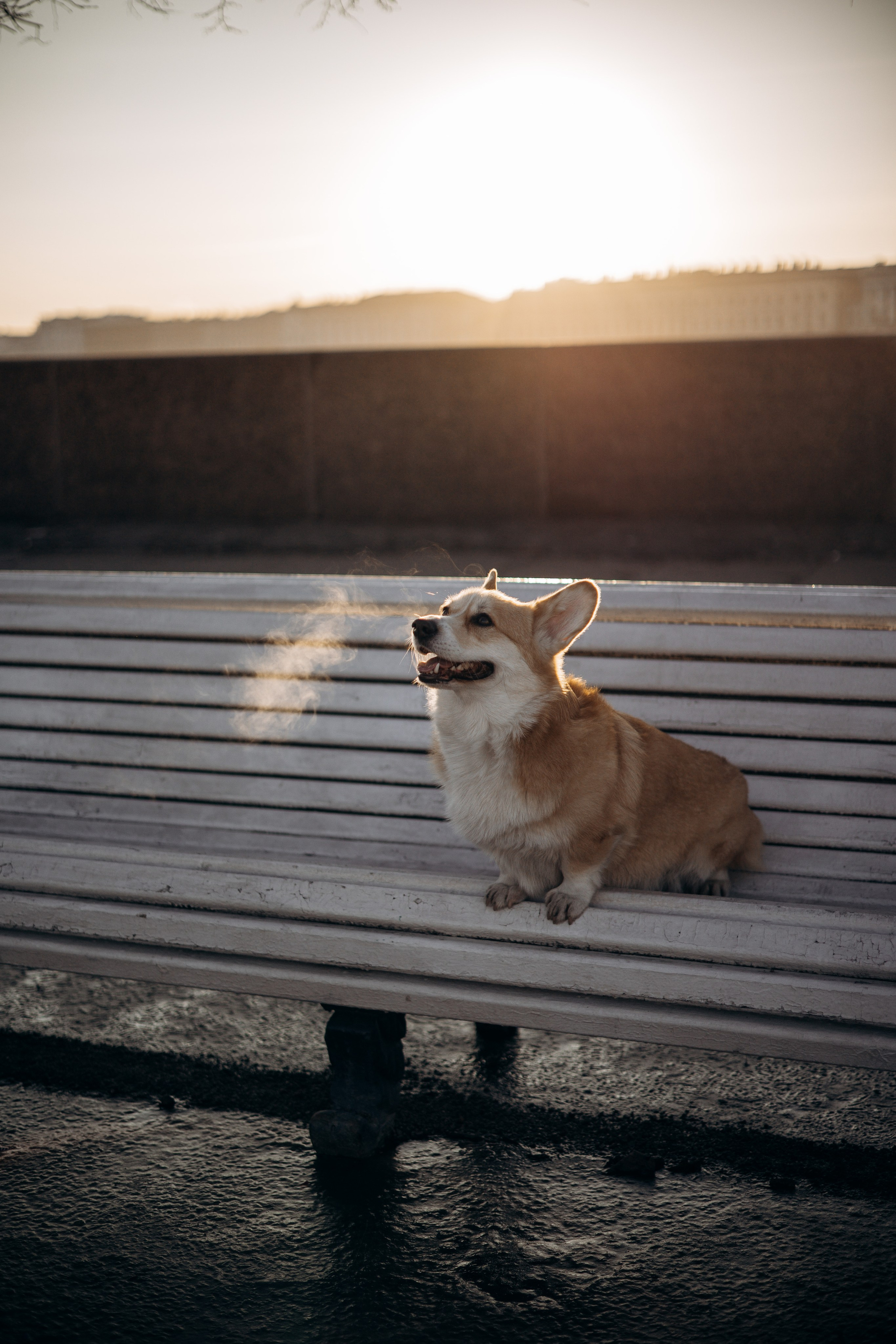 Настя и Ева. Фотограф — Анималист | Санкт-Петербург