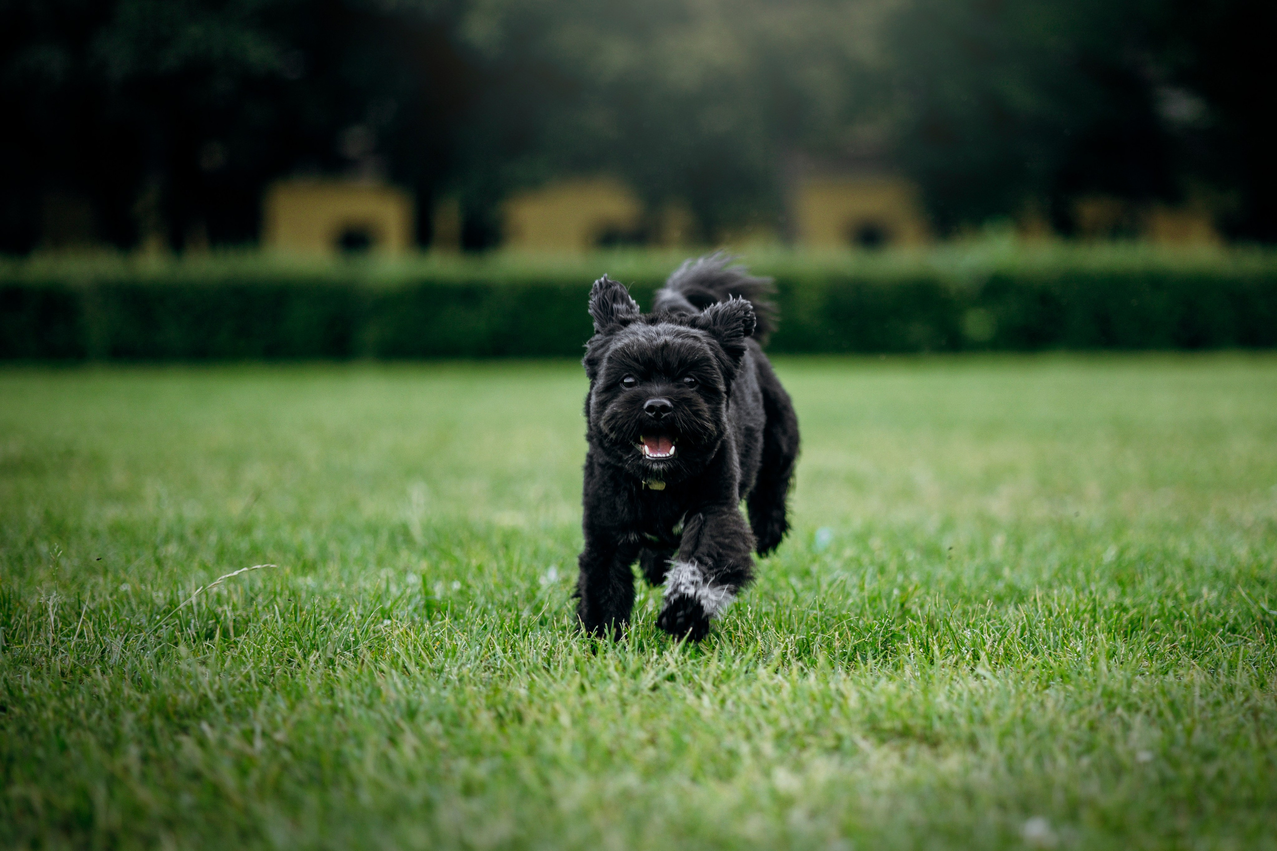 Даша и Борис. Фотограф — Анималист | Санкт-Петербург