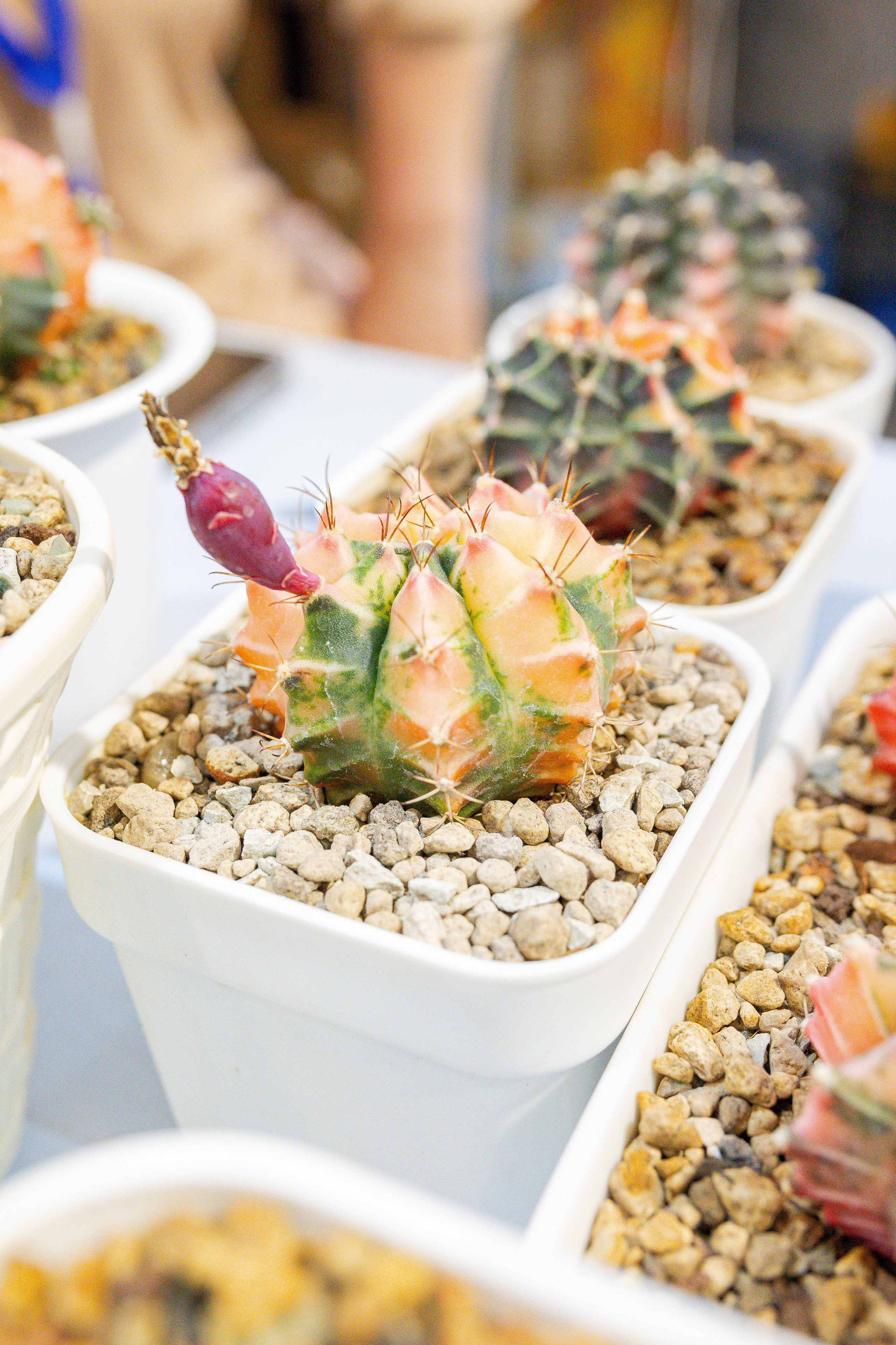 Кактус Фест. Александра Куликова фотограф, Москва