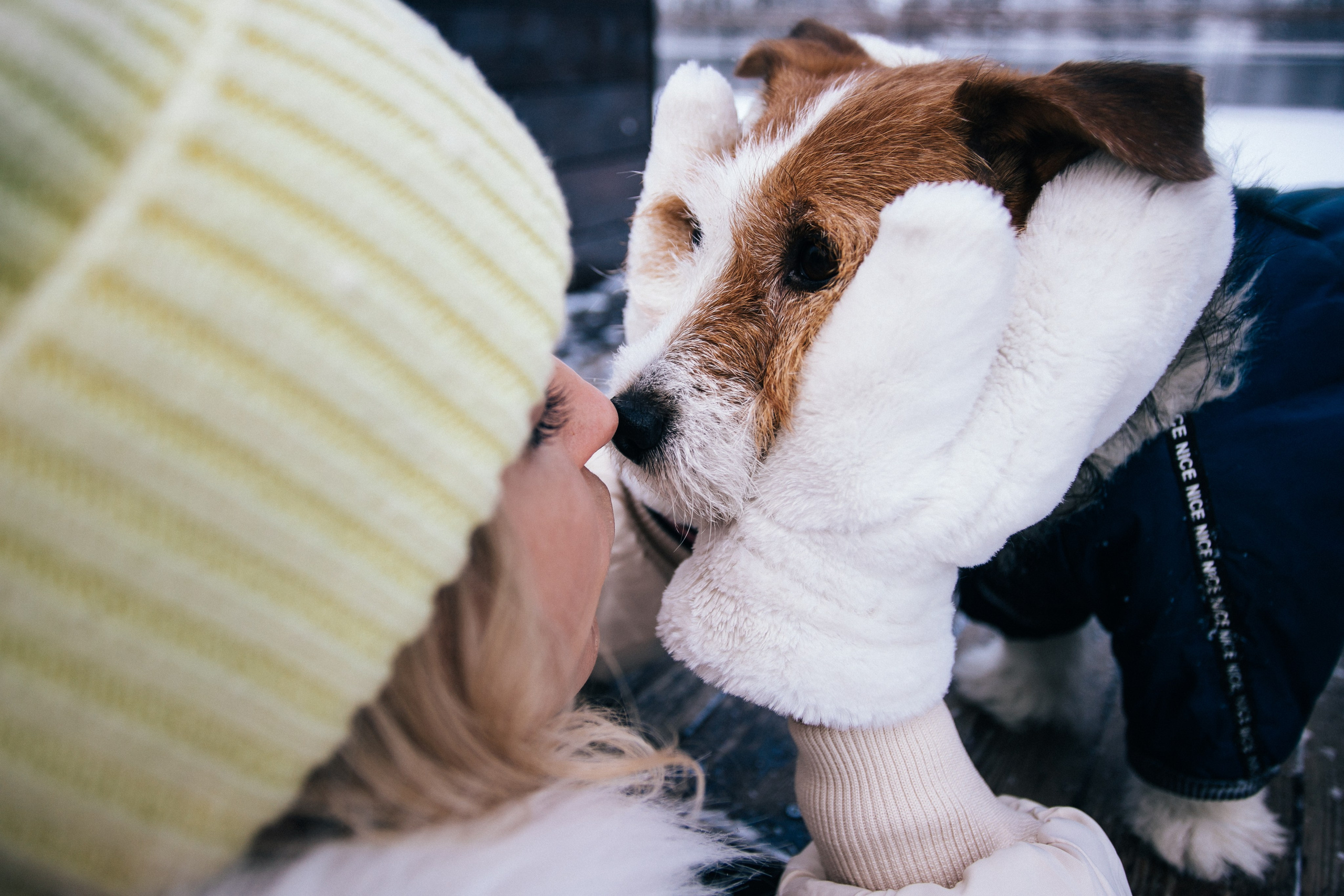 Фотосессии собак. Фотограф Дарья Локотко в Красноярске