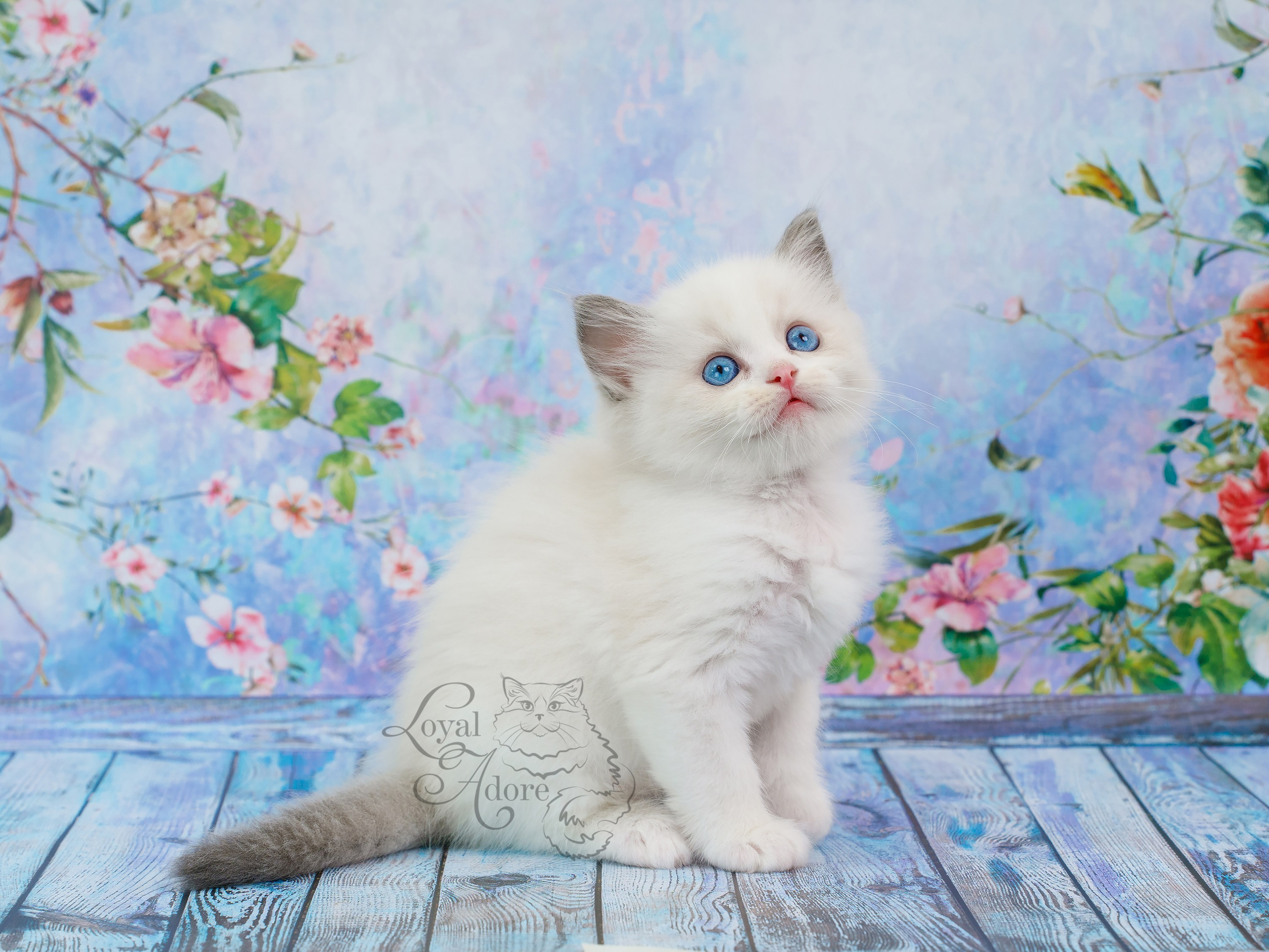 Котята рэгдолл от Loyal Adore. Питомник рэгдолл Loyal Adore