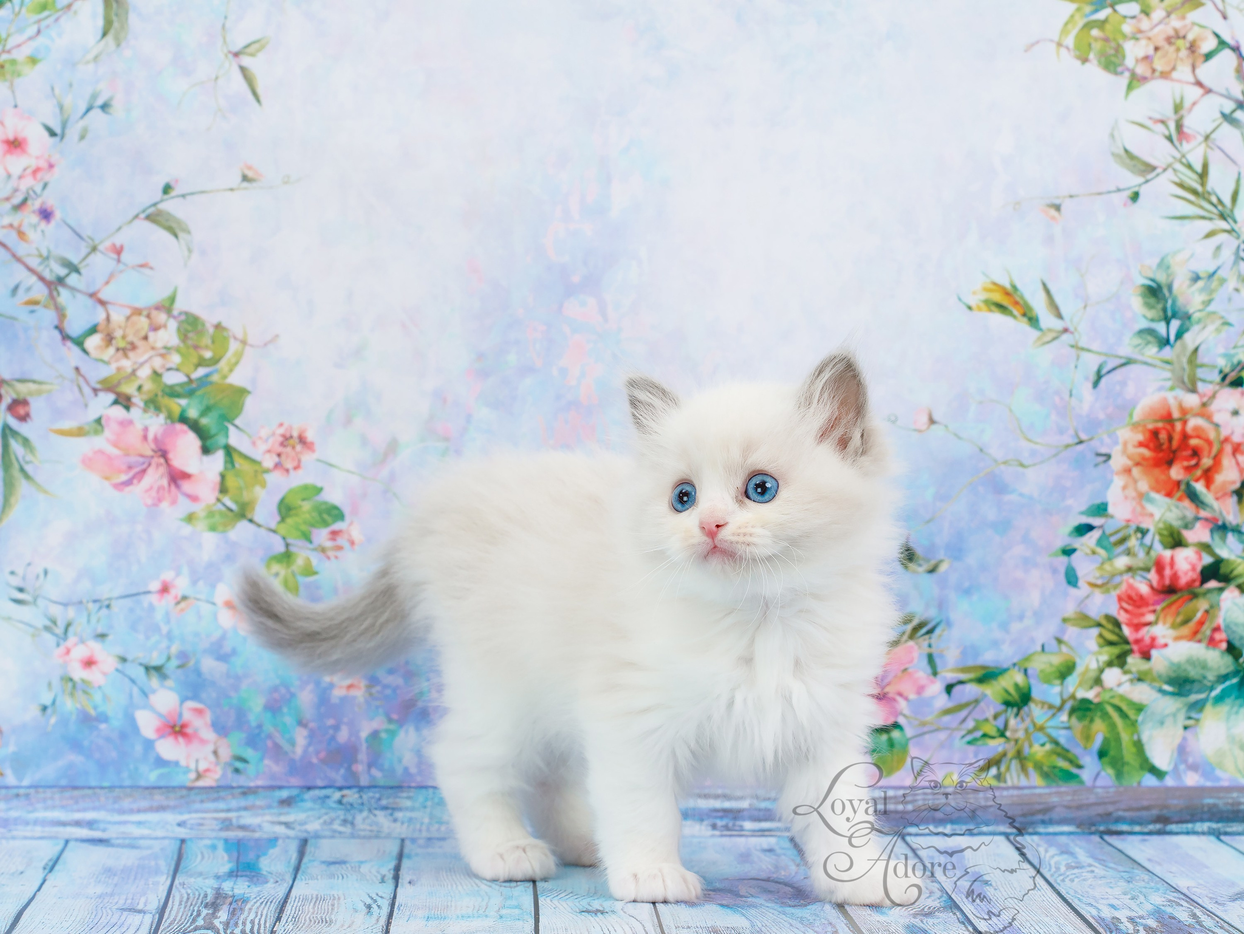 Котята рэгдолл от Loyal Adore. Питомник рэгдолл Loyal Adore