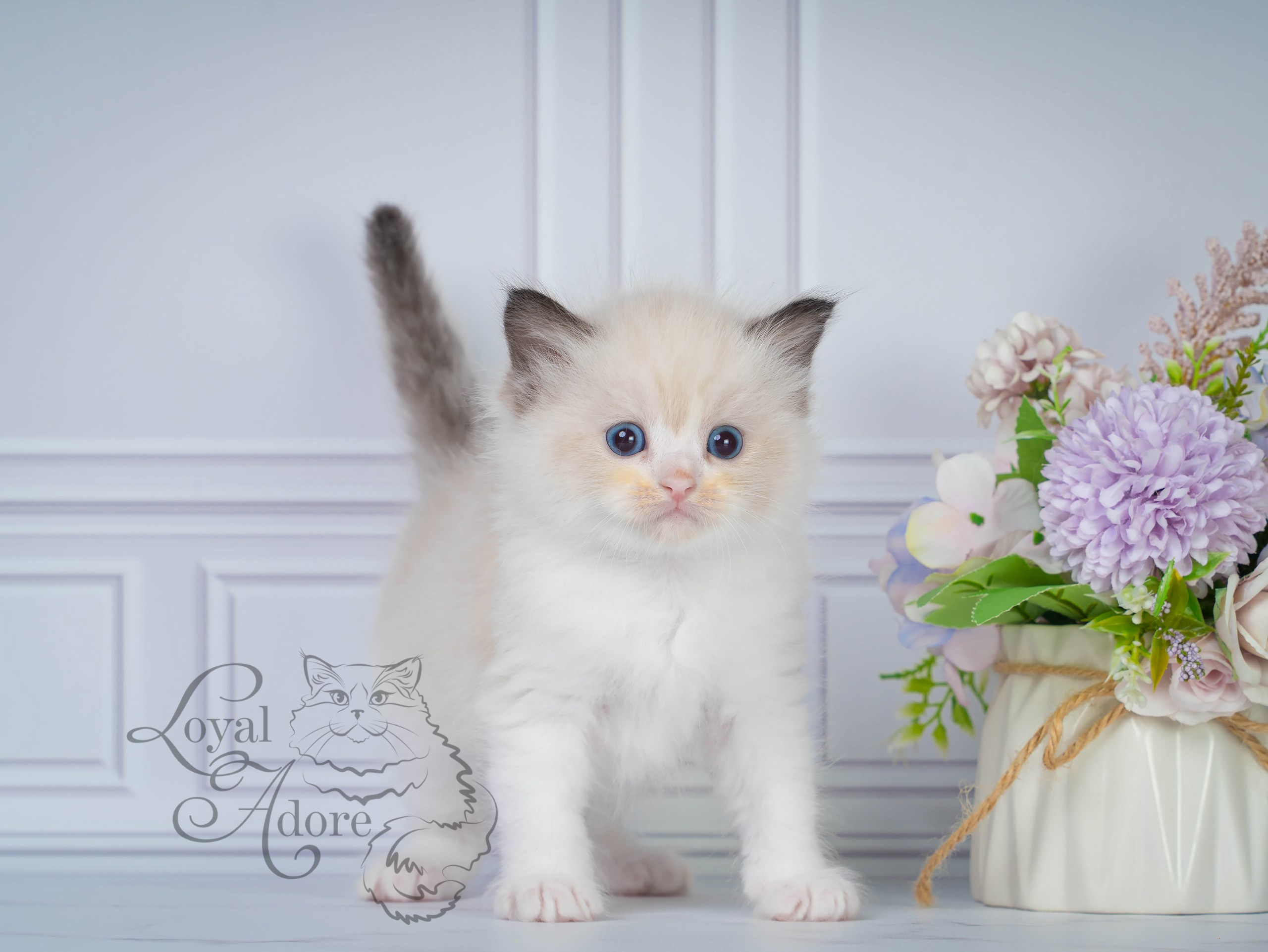 Котята рэгдолл от Loyal Adore. Питомник рэгдолл Loyal Adore