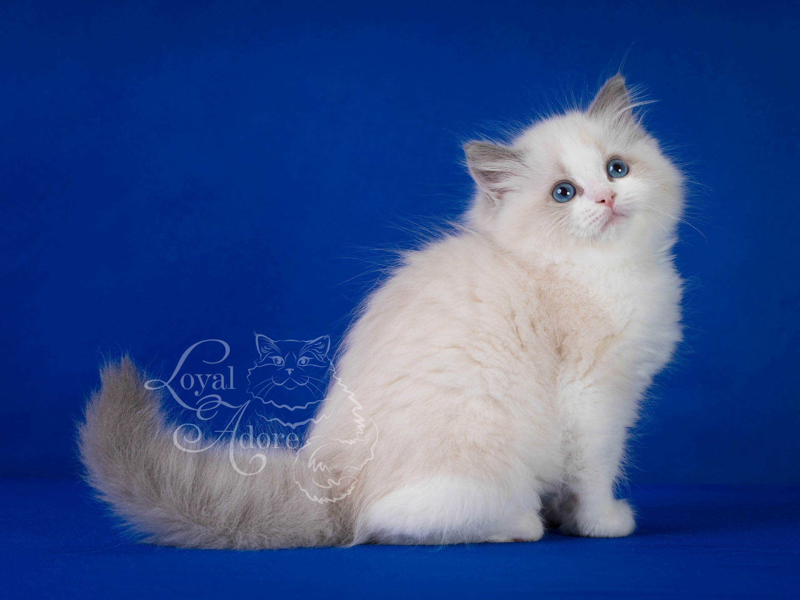 Котята рэгдолл от Loyal Adore. Питомник рэгдолл Loyal Adore