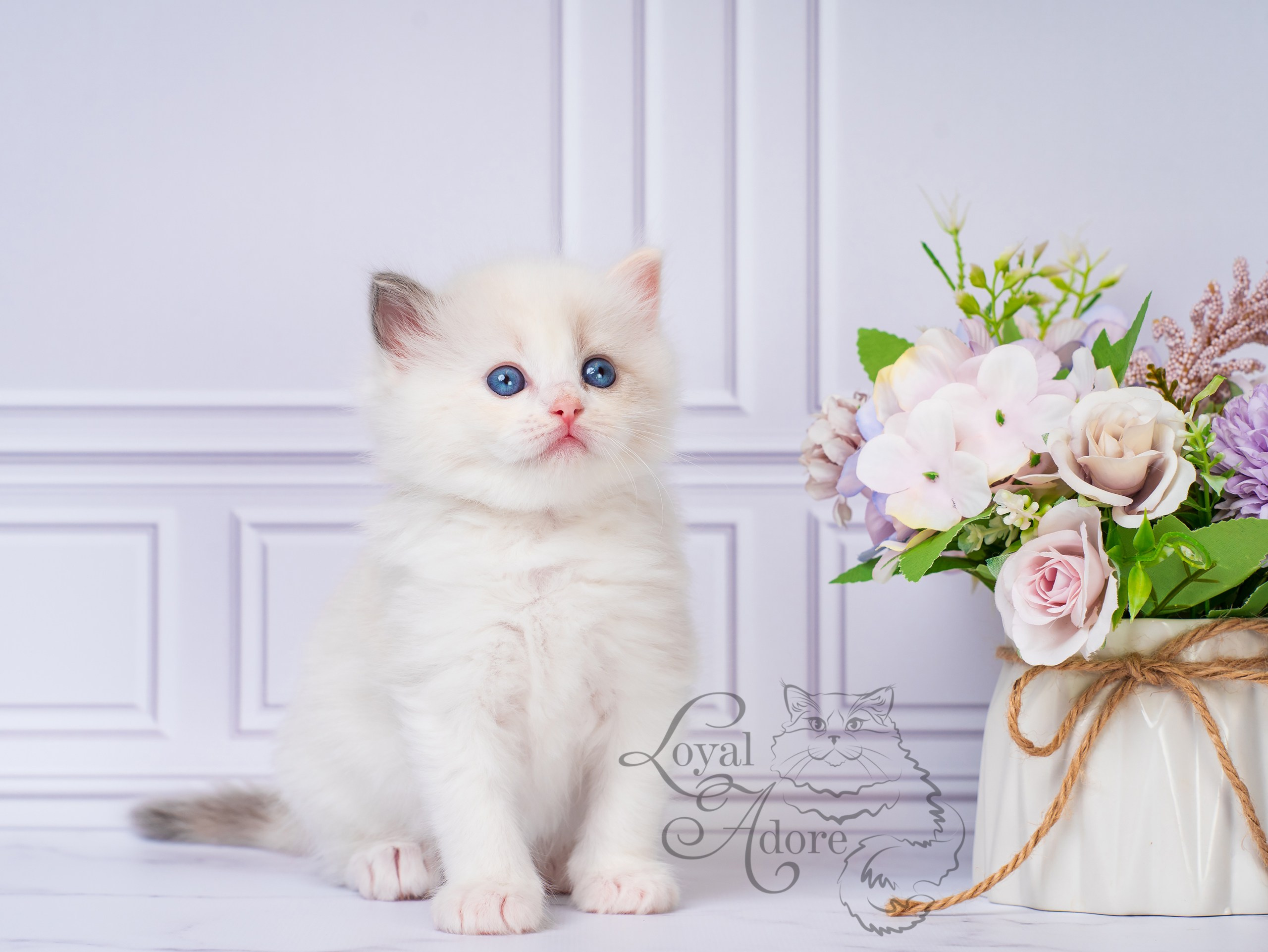 Котята рэгдолл от Loyal Adore. Питомник рэгдолл Loyal Adore