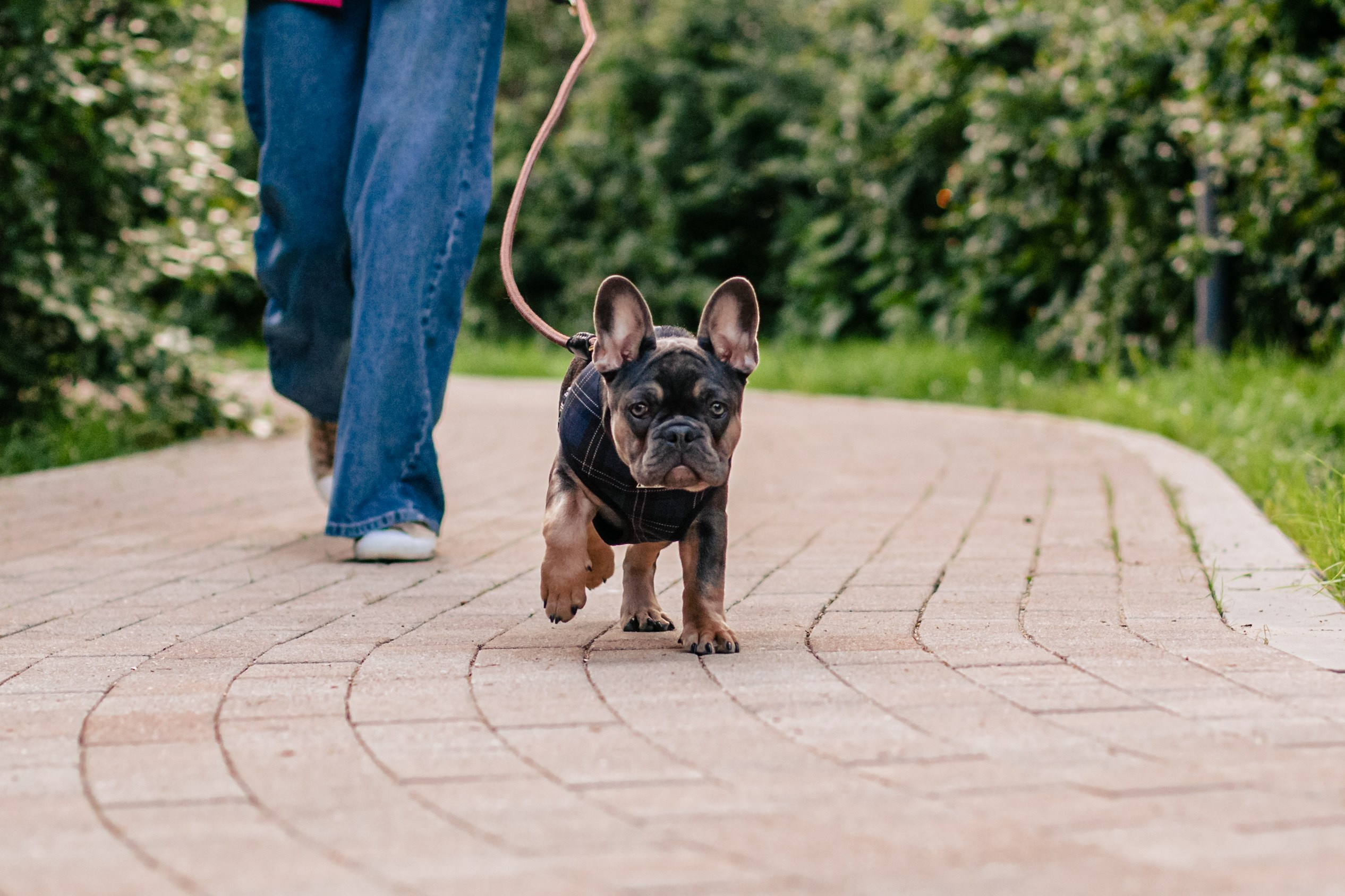 Даша и Мишель. Фотограф-анималист Татьяна Степанова