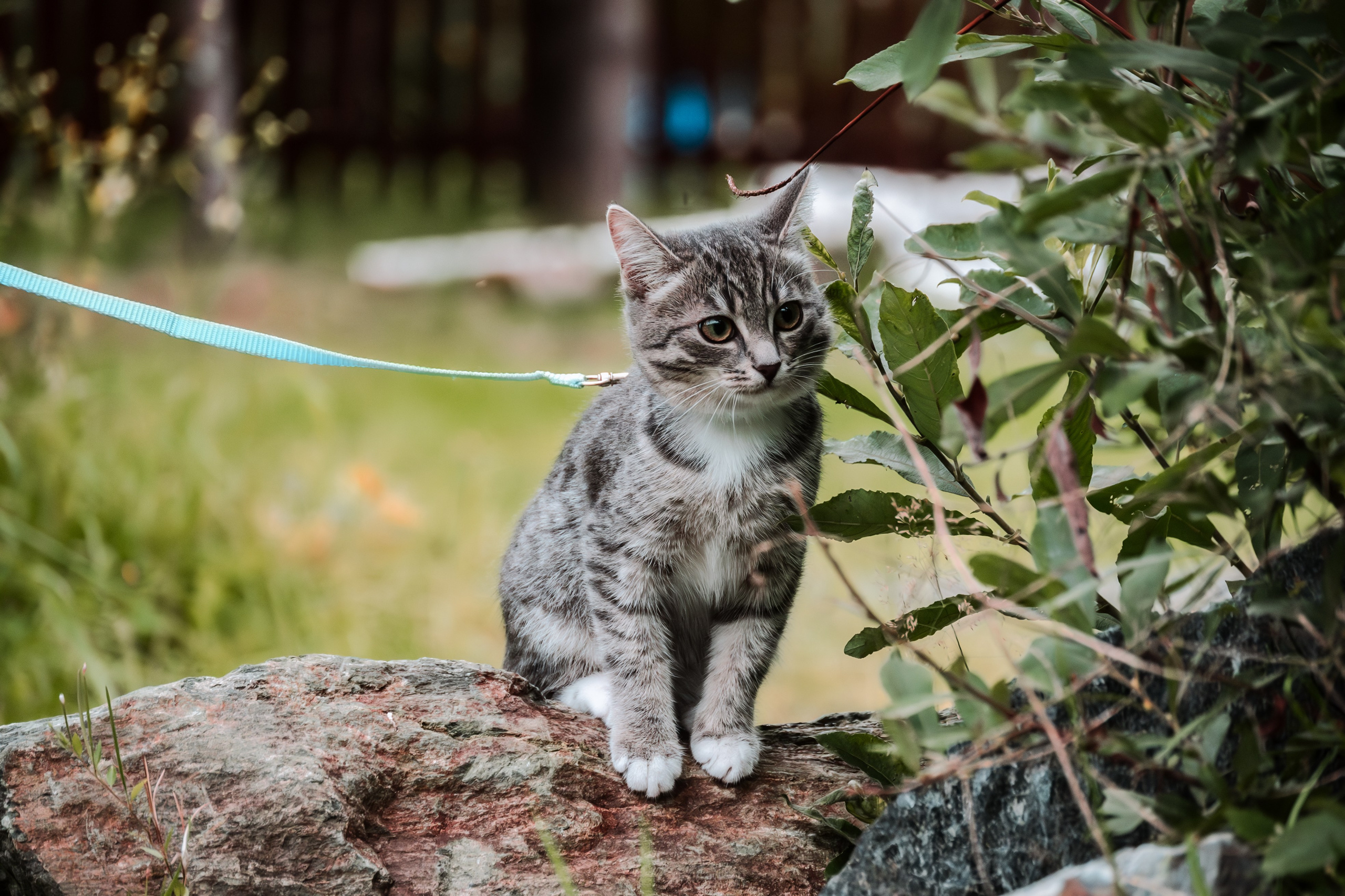 Энималс. Место {не}банальных фото