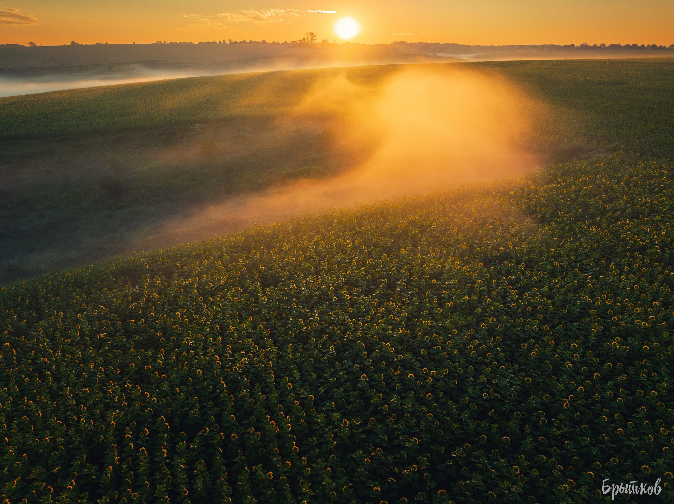 Поля. Подсолнухи. Николай Брытков — фотограф в Туле