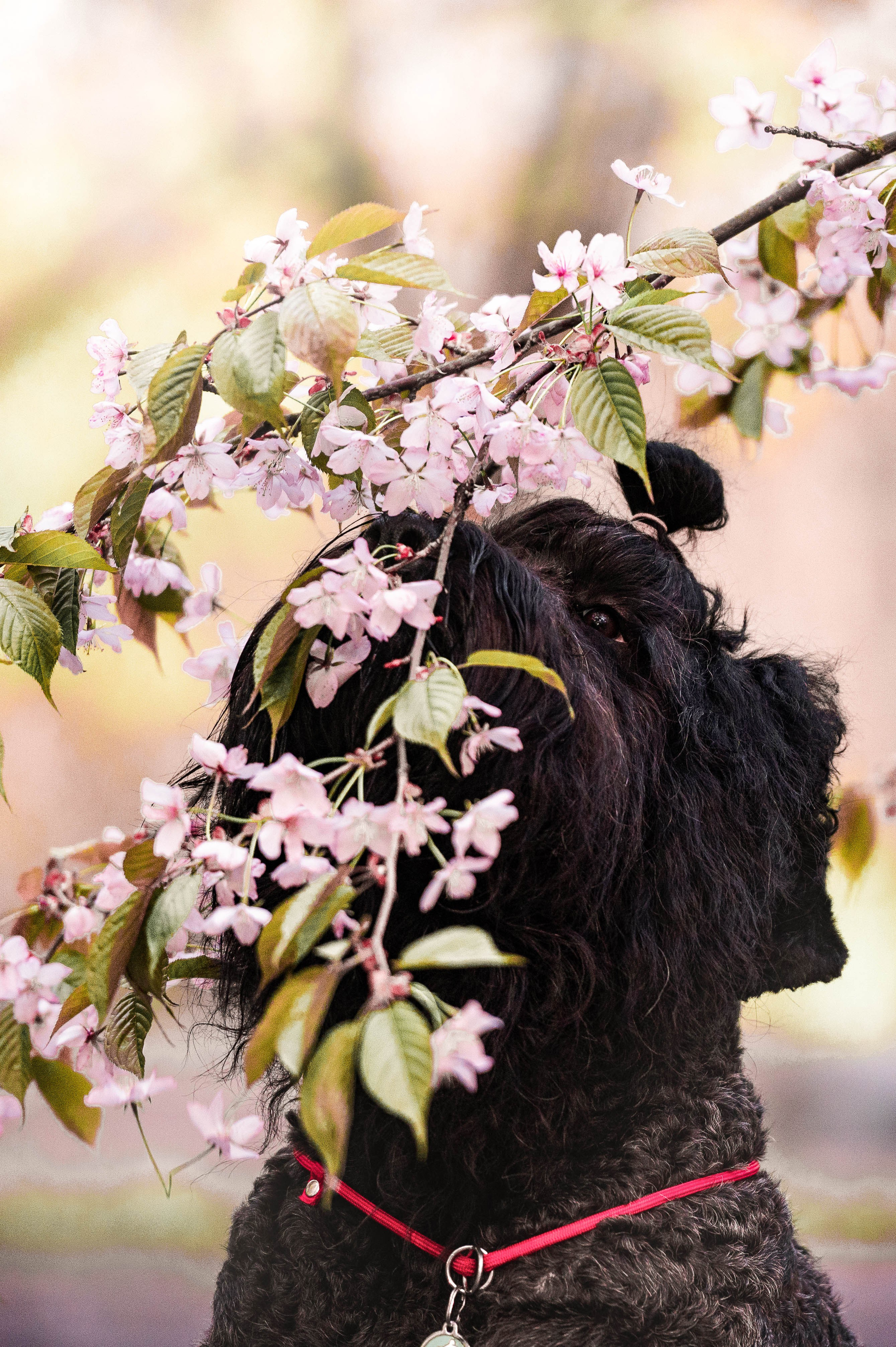 Черныши, сакура и краски холи. Фотограф-анималист