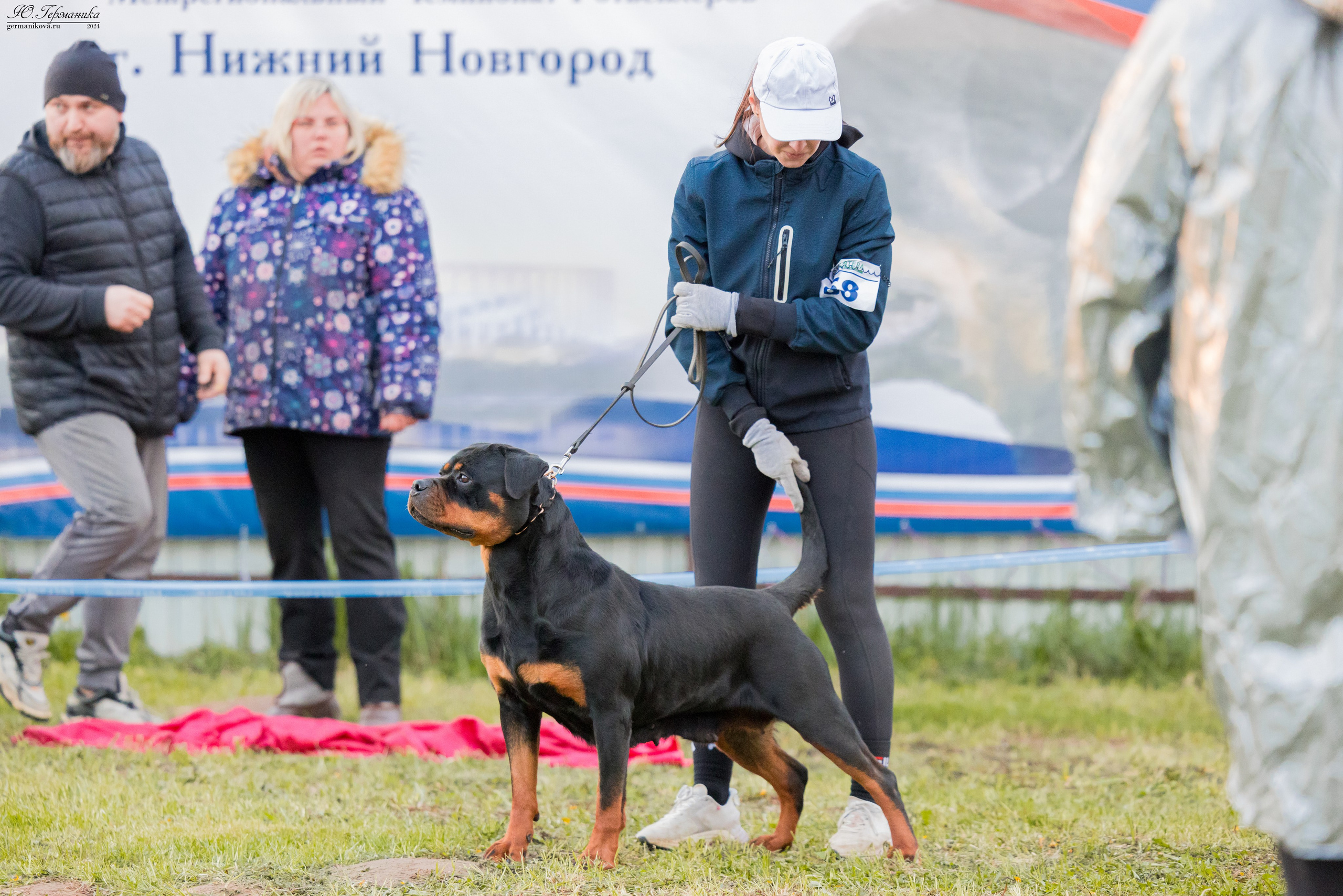 Нижний Новгород 11-12.05.2024 моно ротвейлеров. Фотограф-анималист Юлия Германика