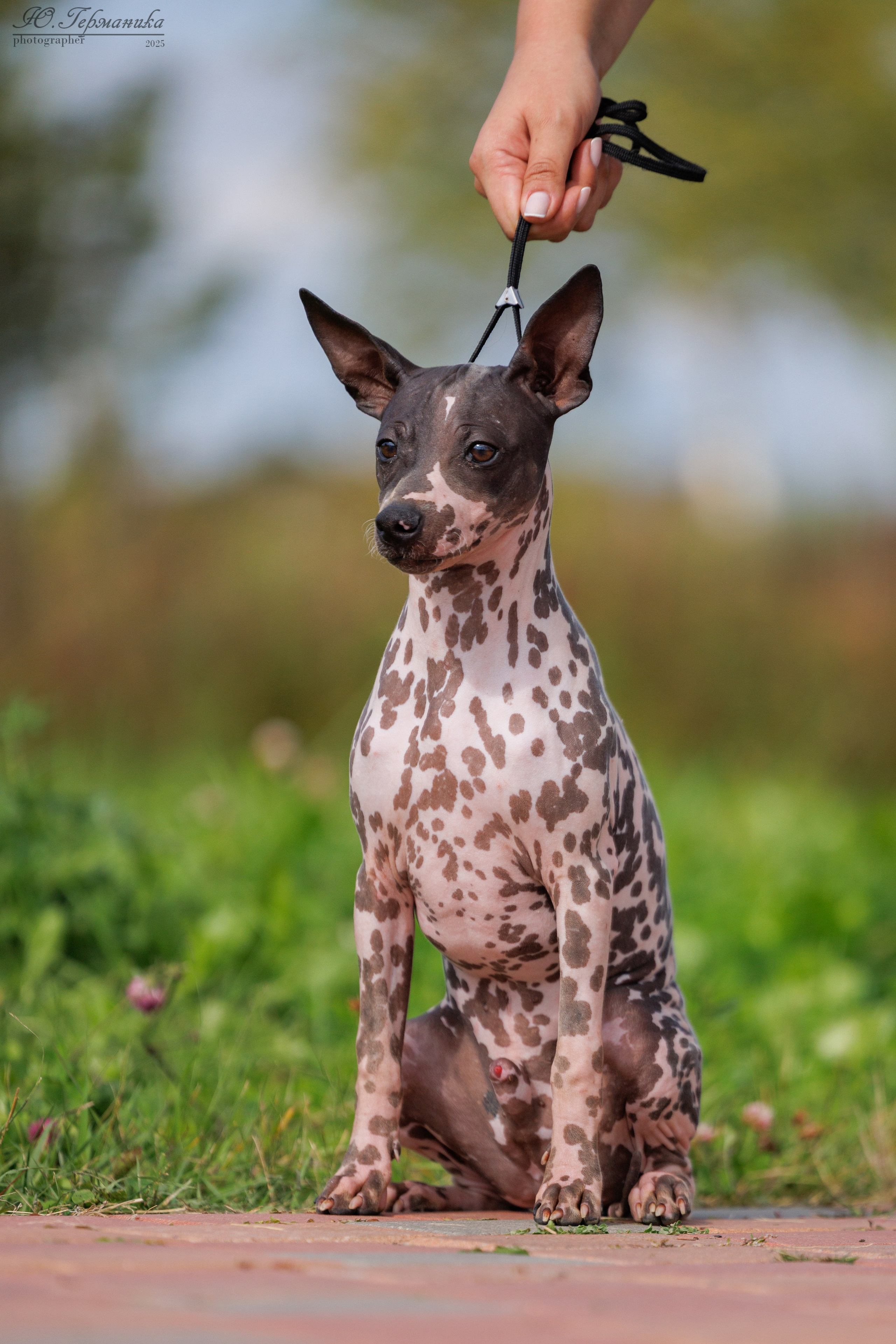 Переславль 5-7.08.2025. Фотограф-анималист Юлия Германика