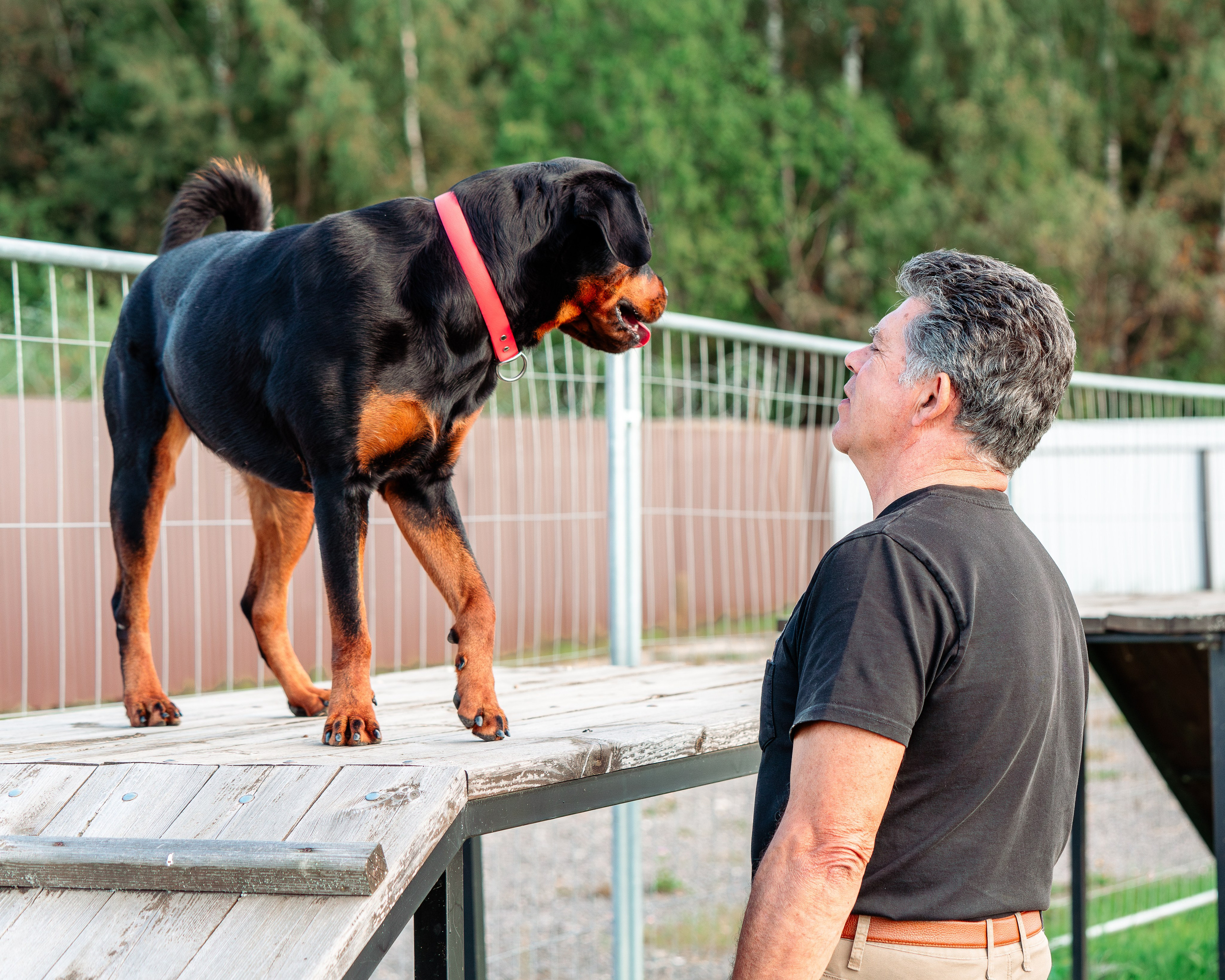 Ваш путь к ПОБЕДЕ (ТРЕНИРОВКИ). Фотограф-анималист, семейный фотограф в Москве и Подмосковье. Фотосъёмка кинологических дисциплин