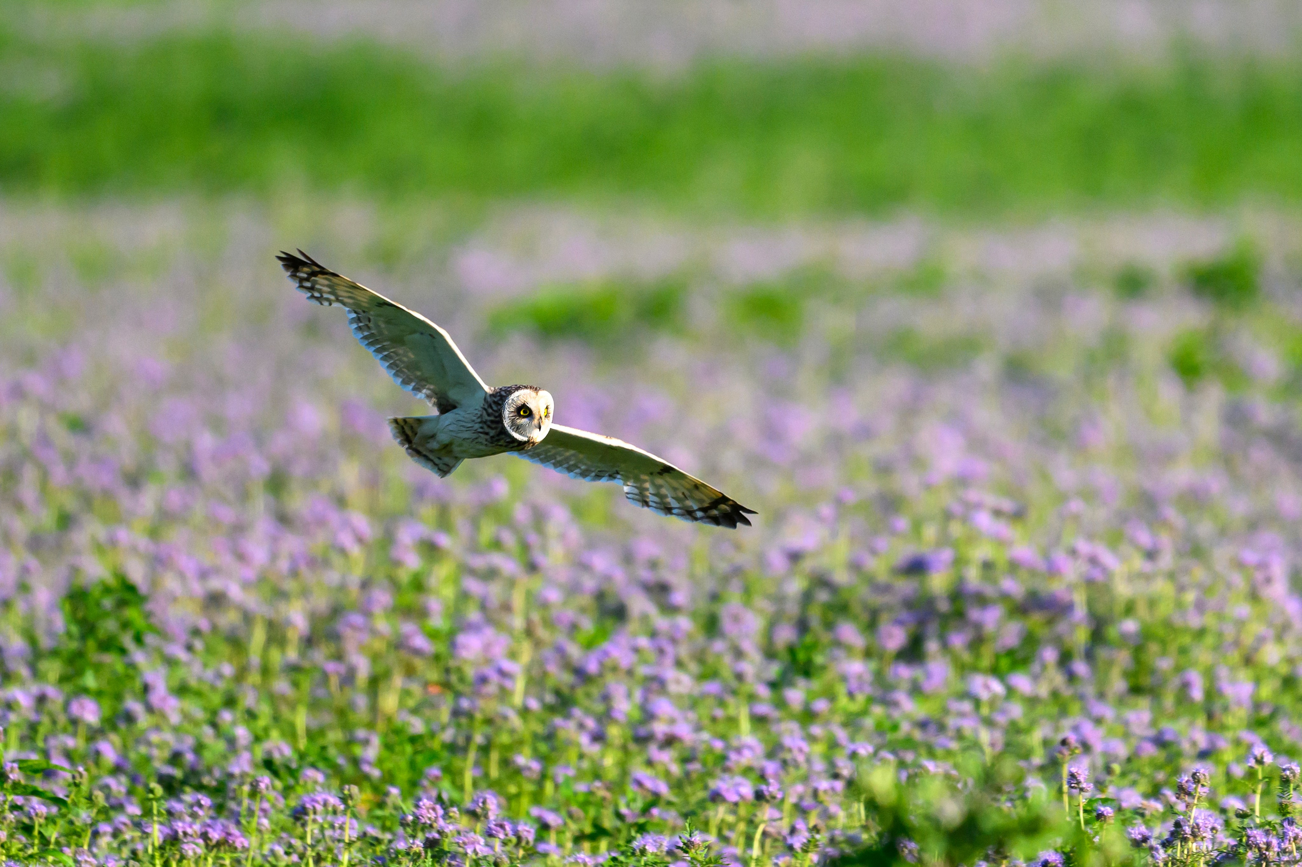 Охота совы. Фотограф Сергей Пупонин