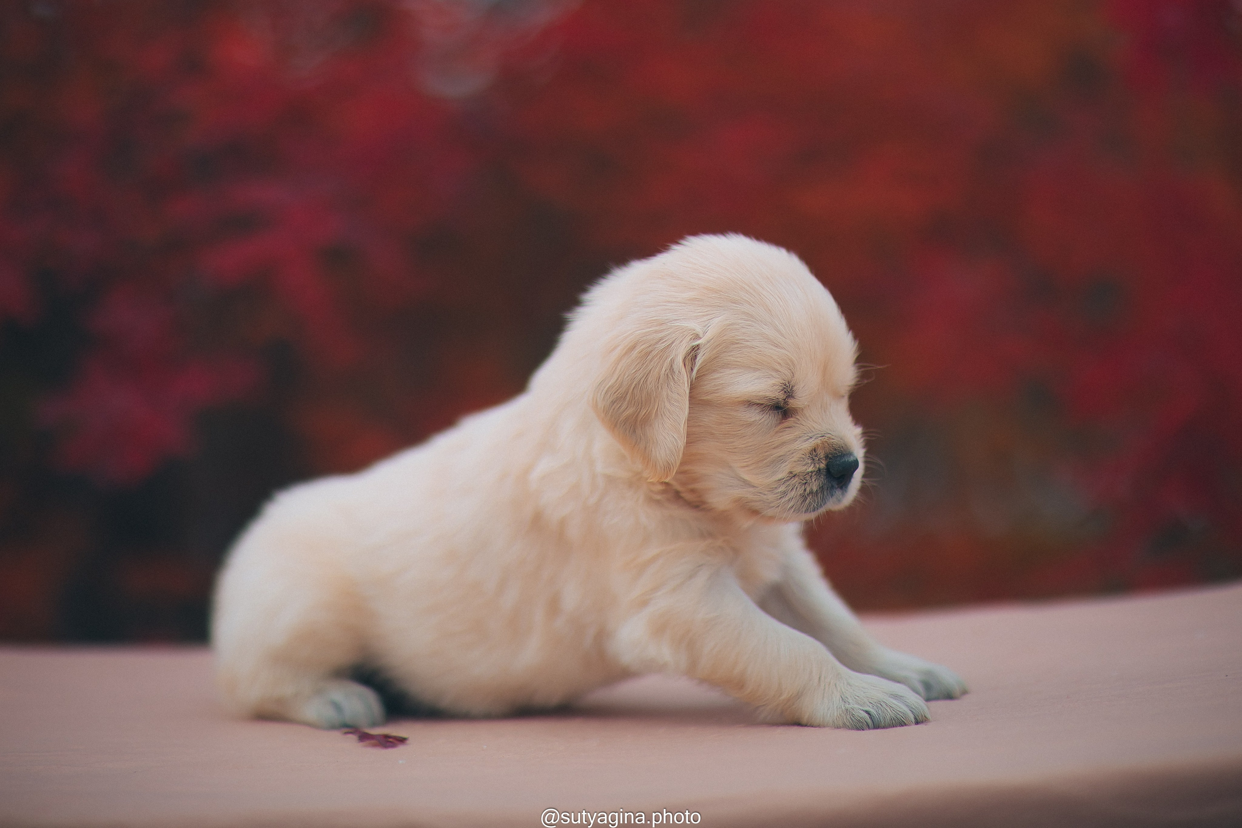 Серая лента. Свадебный и женский фотограф