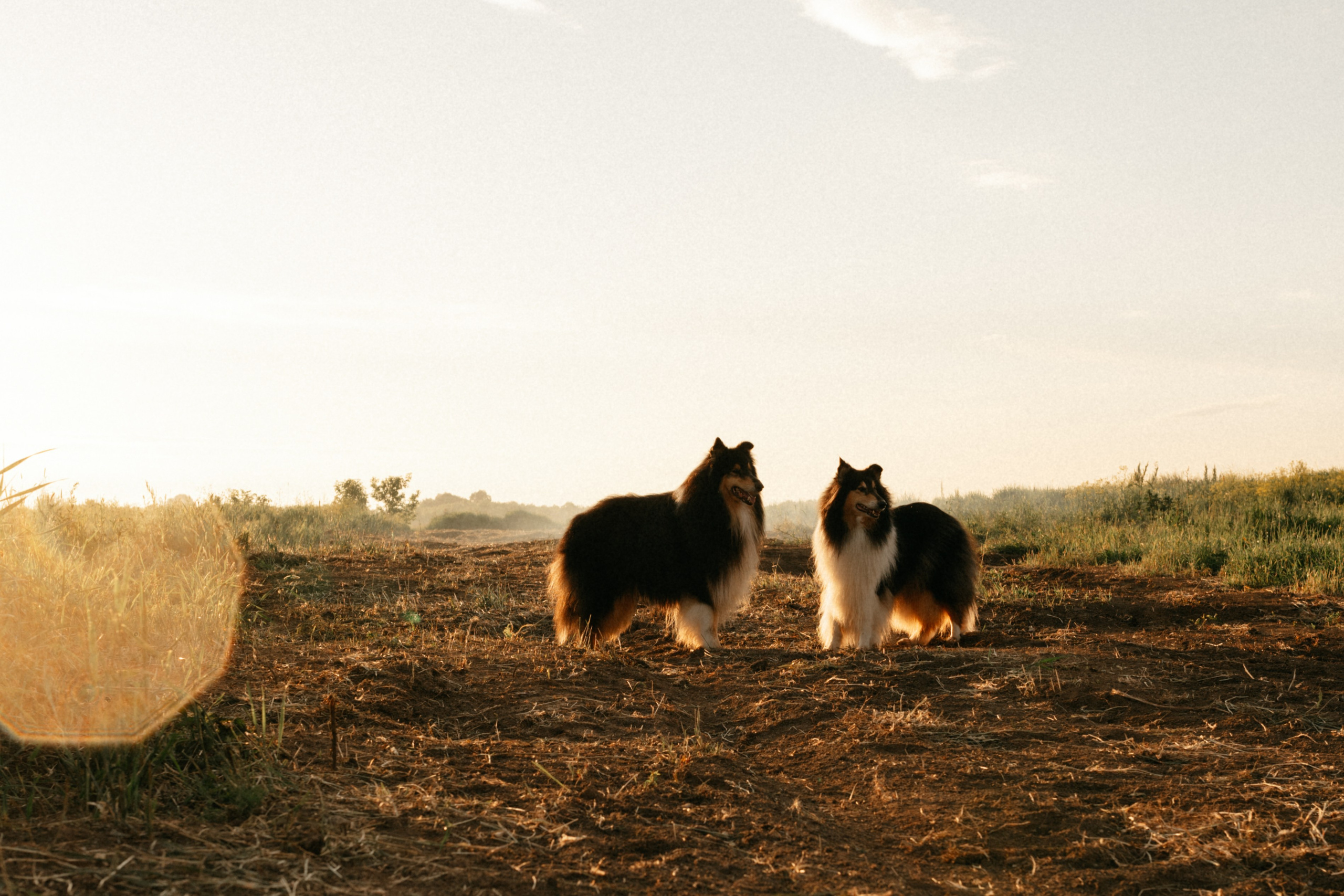 Таня и её пушистые друзья. Фотограф анималист в Москве Ольга Агушева