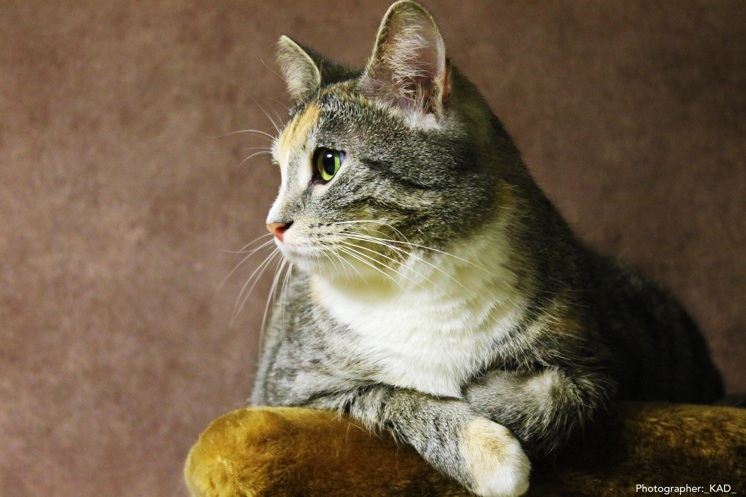 Мир животных. Photographer K.A.D