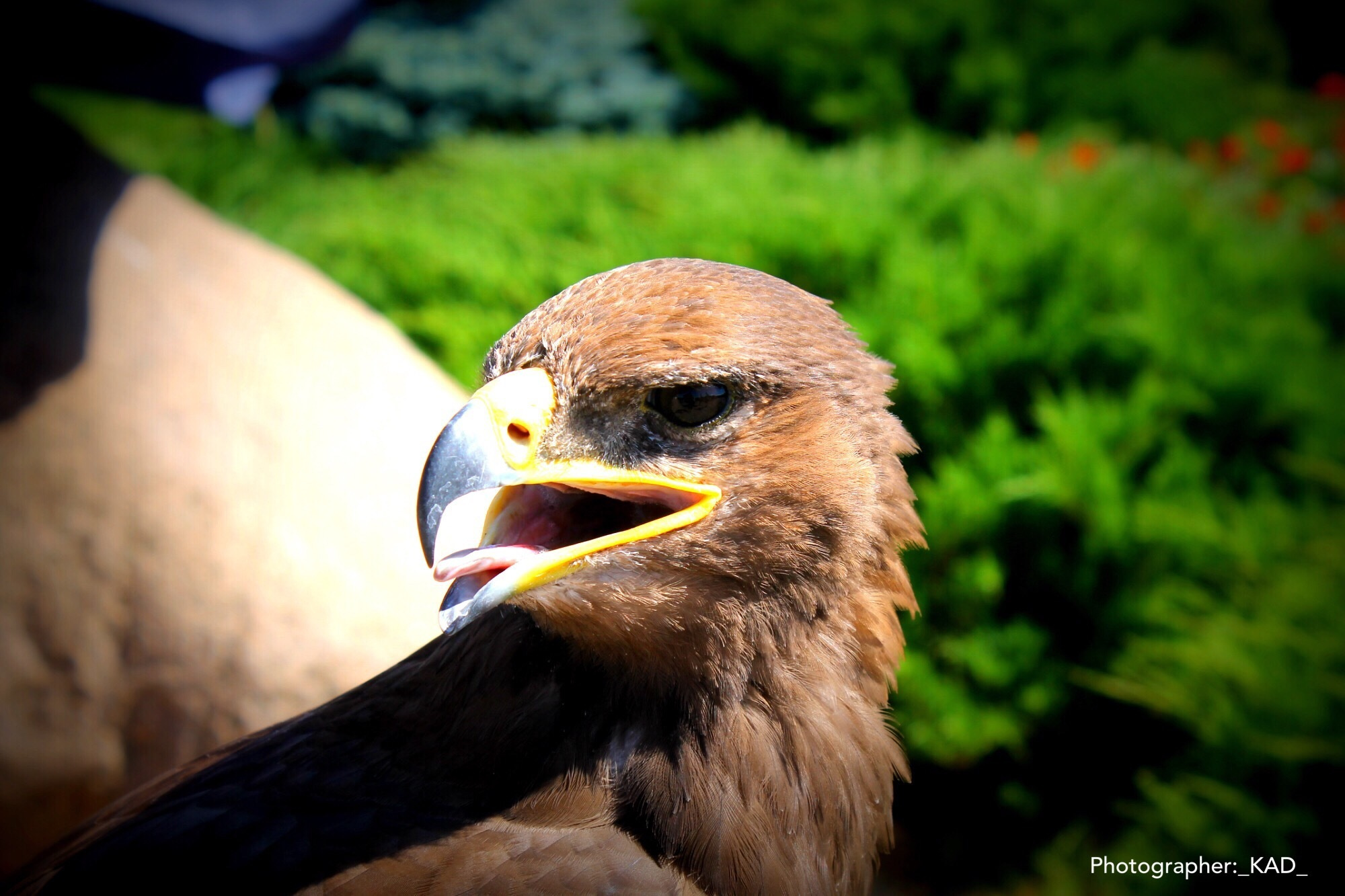 Мир животных. Photographer K.A.D