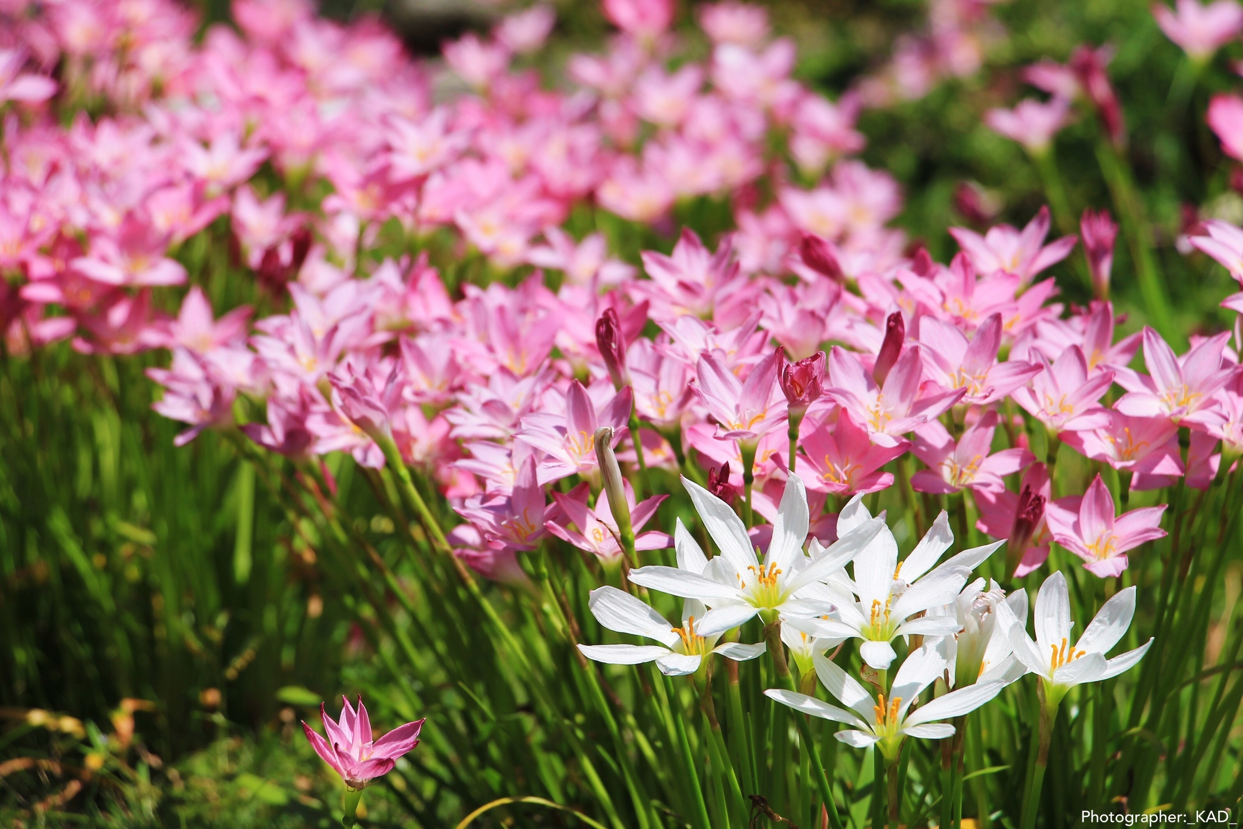 Макросъемка. Photographer K.A.D