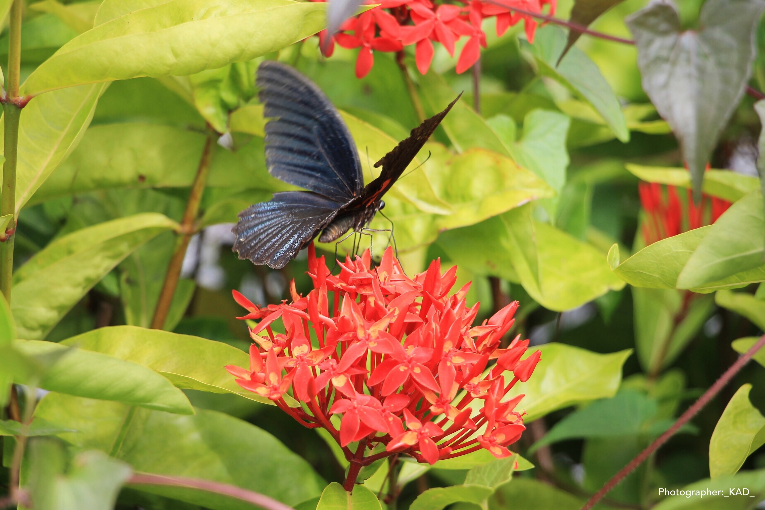 Макросъемка. Photographer K.A.D