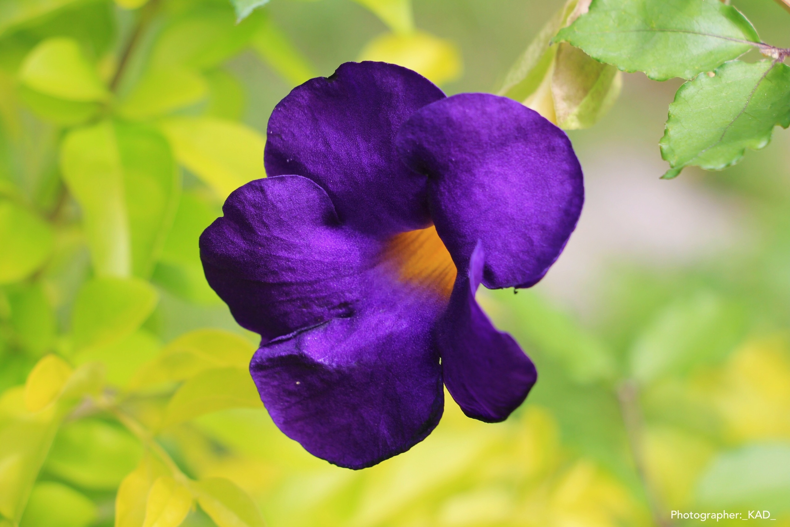 Макросъемка. Photographer K.A.D