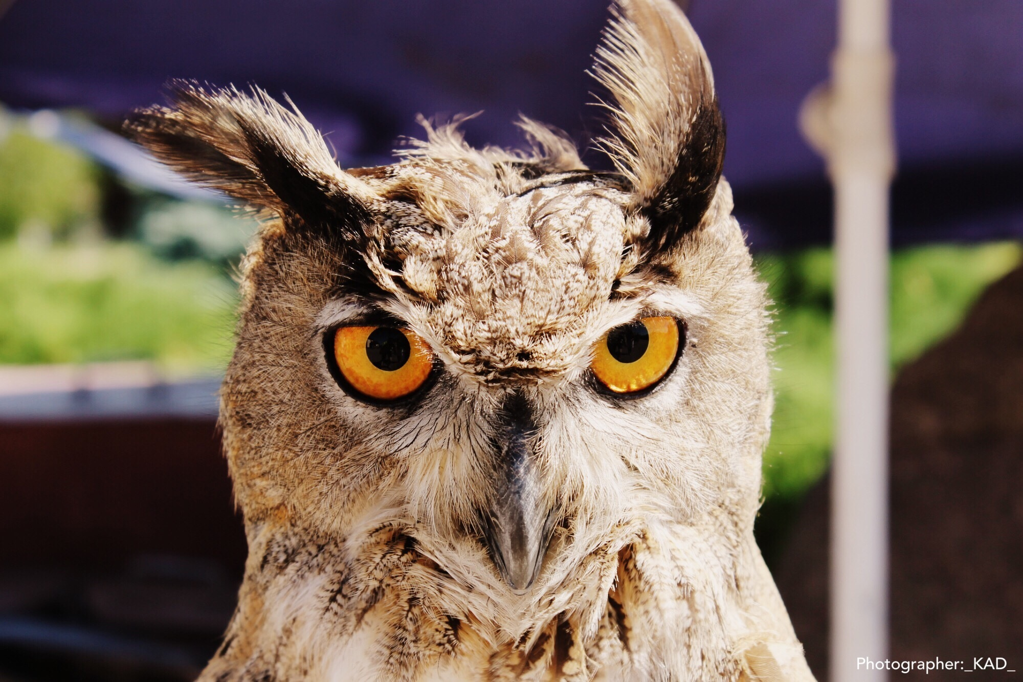 Мир животных. Photographer K.A.D