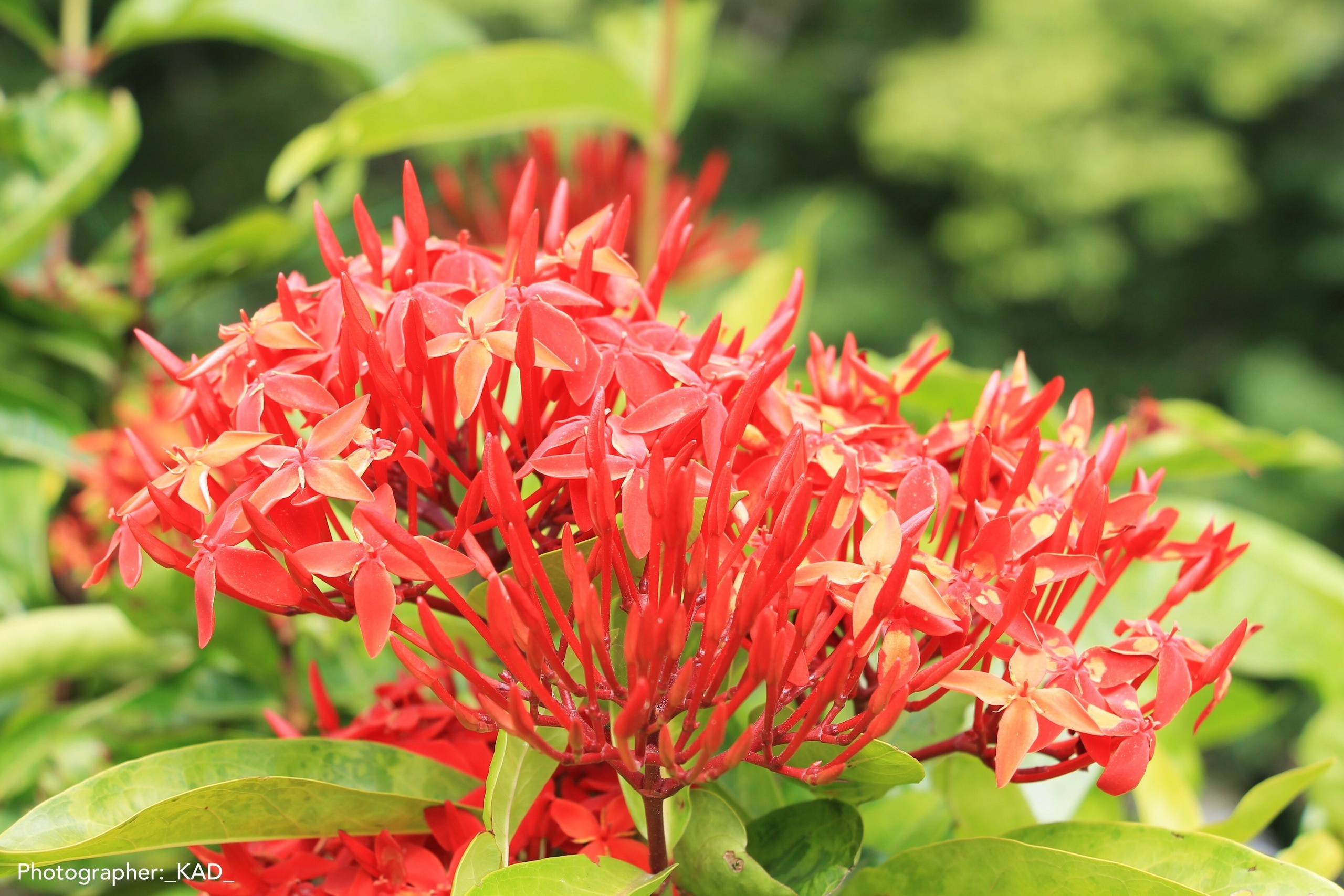 Макросъемка. Photographer K.A.D