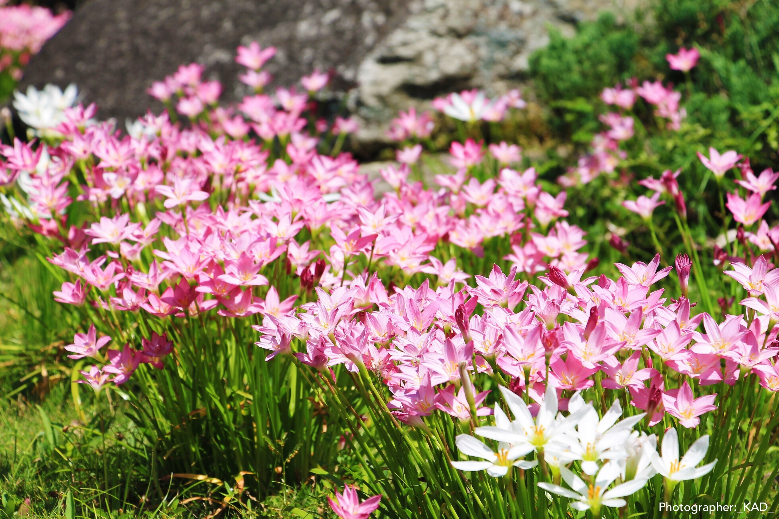 Макросъемка. Photographer K.A.D