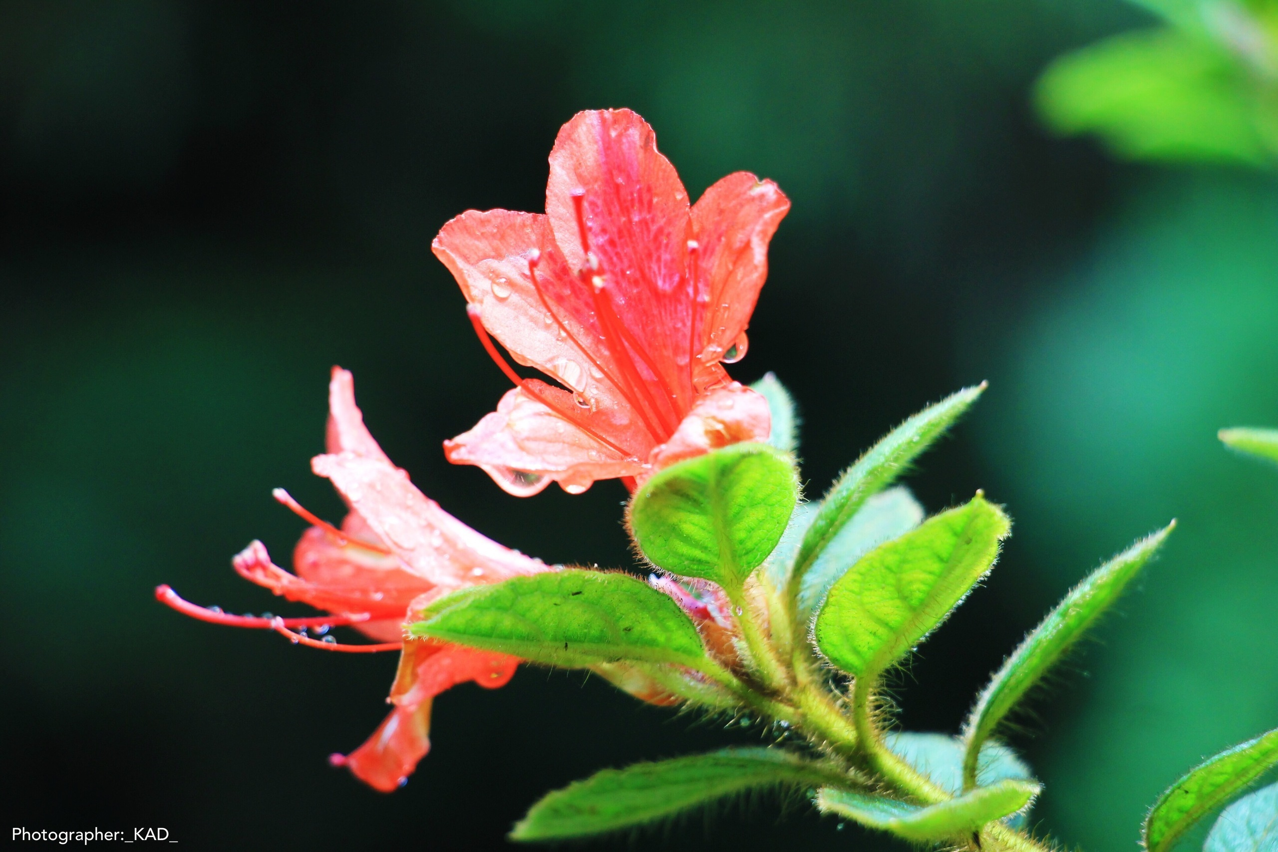 Макросъемка. Photographer K.A.D