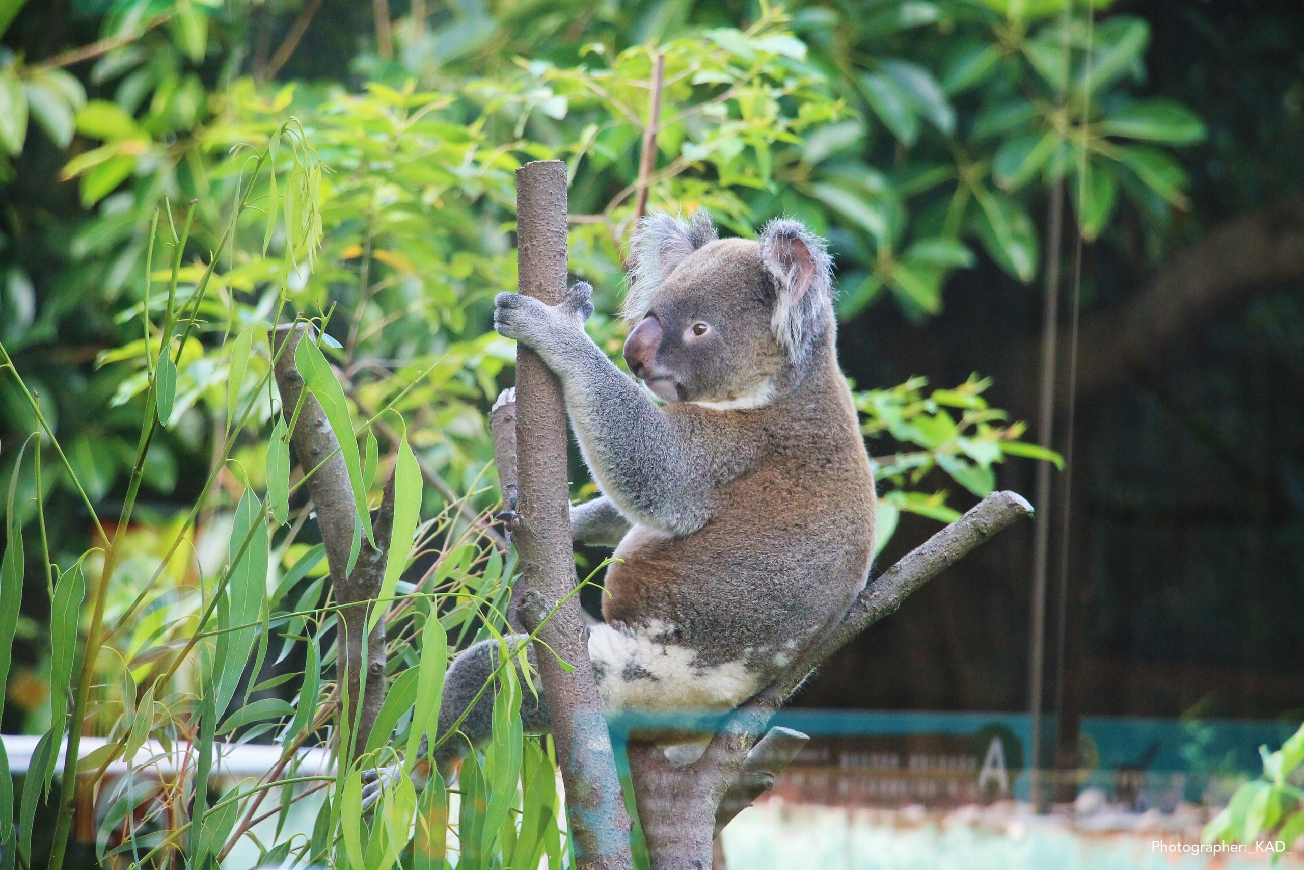 Мир животных. Photographer K.A.D