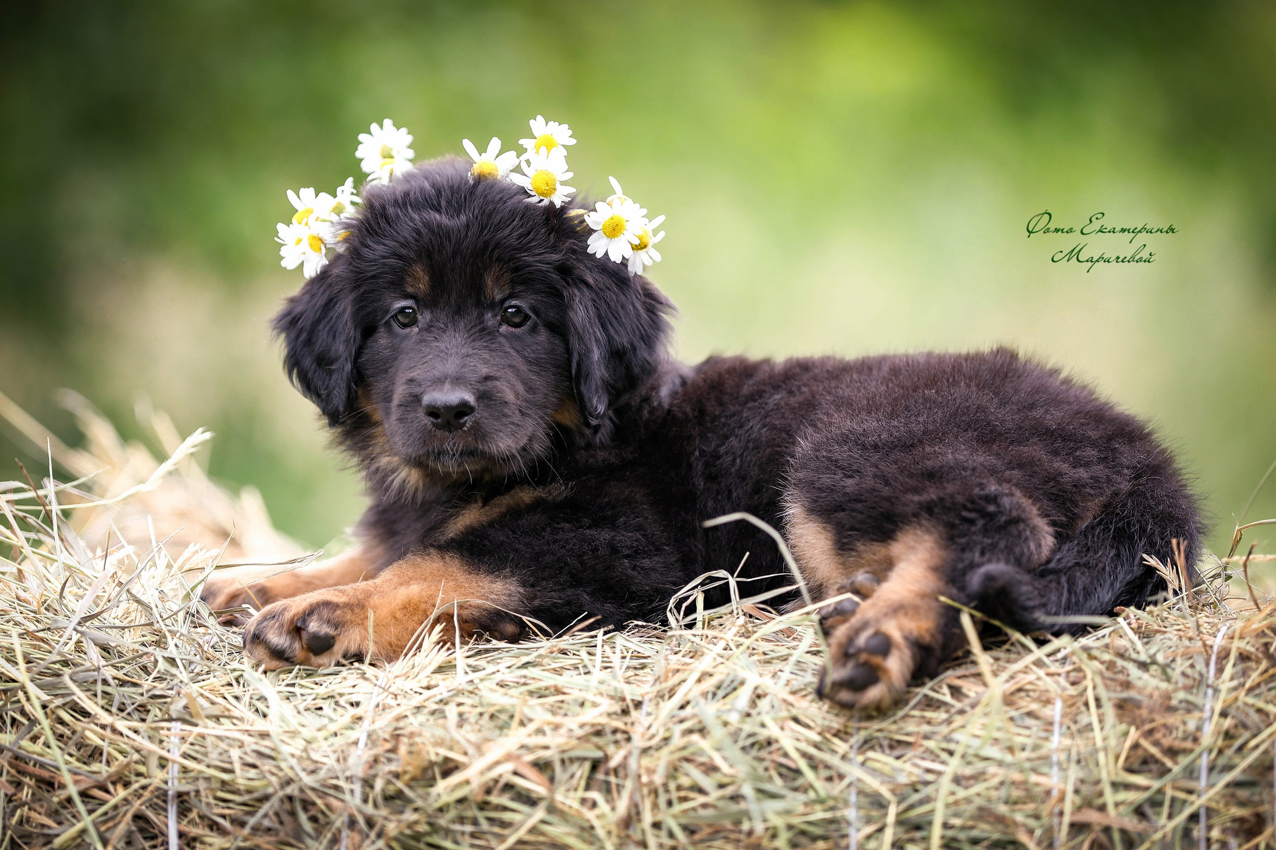 Выездная съёмка с естественным светом. Фотограф-анималист в Омске Екатерина Маричева