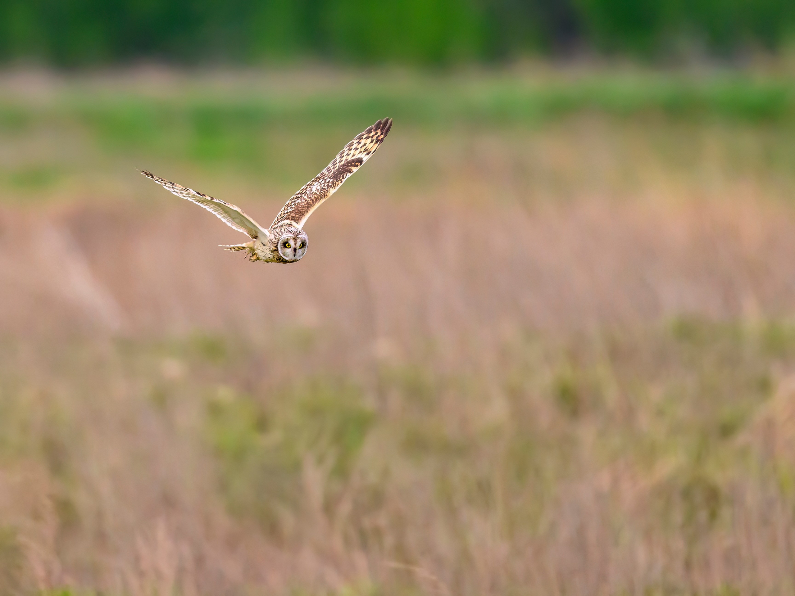 Охота болотных сов. Wildlife photography by Sergey Puponin