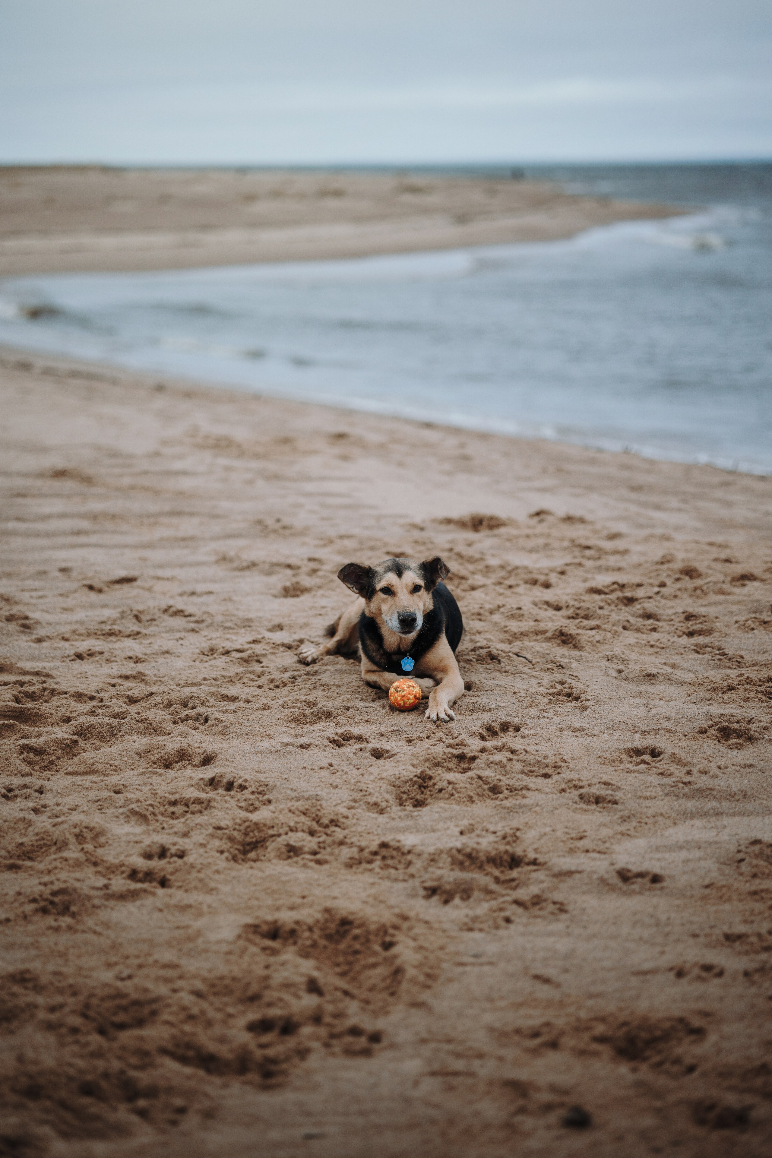 Наталья и Того. Фотограф — Анималист | Санкт-Петербург