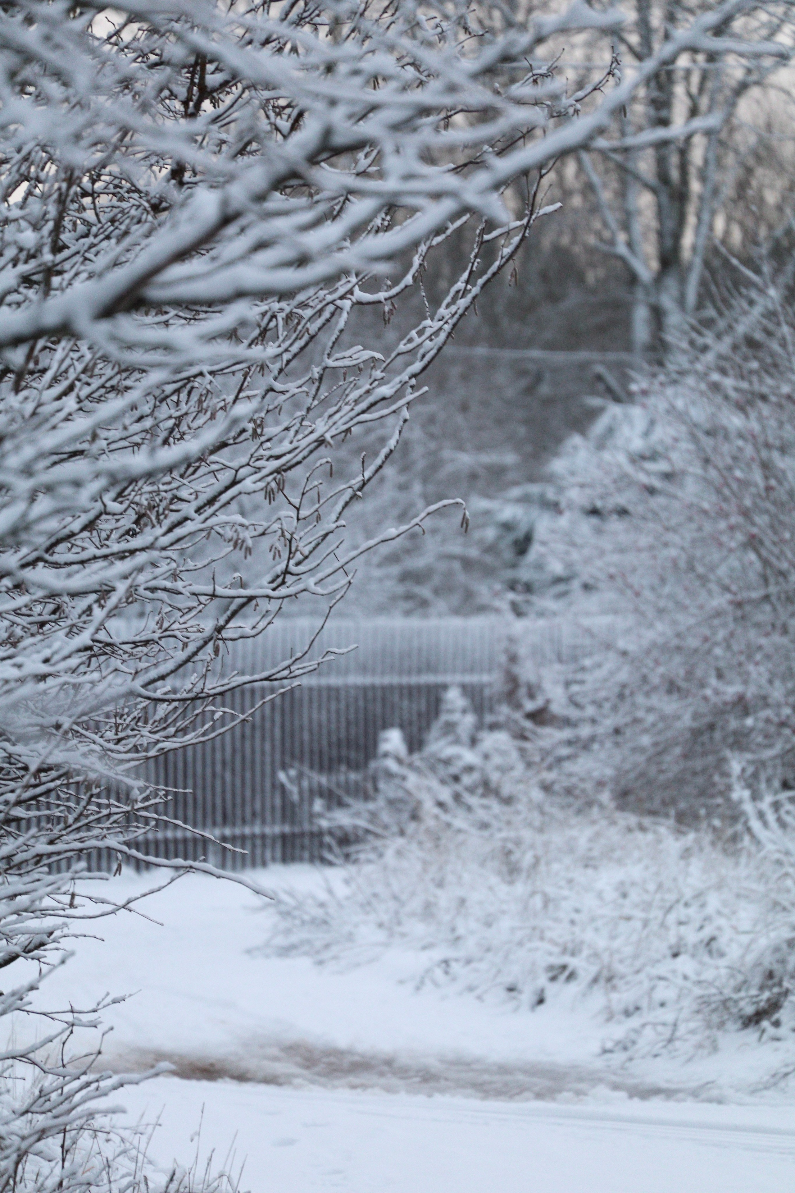 Зимняя сказка. Фотокружок «Видоискатель» ГБОУ СОШ № 291