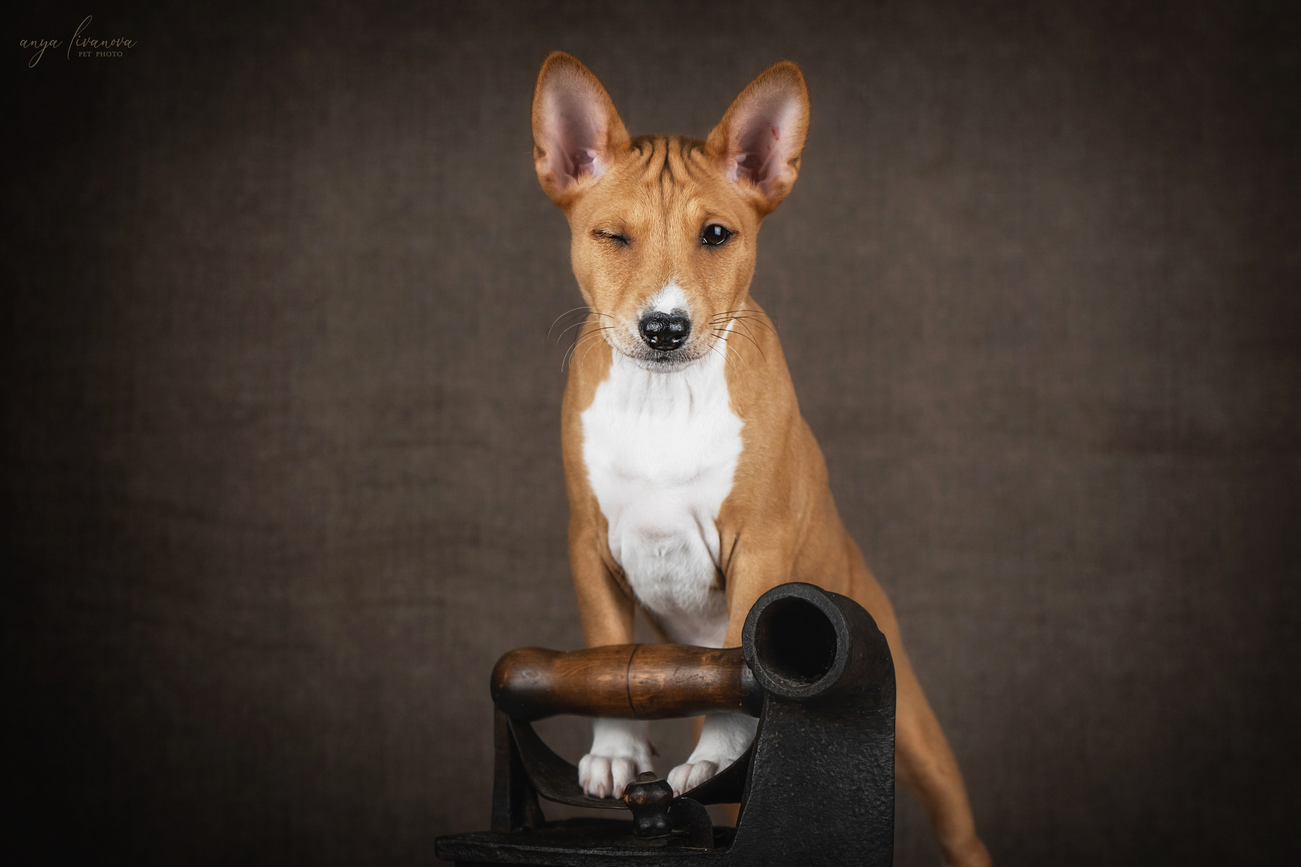 Басенджи. Фотограф анималист Аня Ливанова | Рыбинск