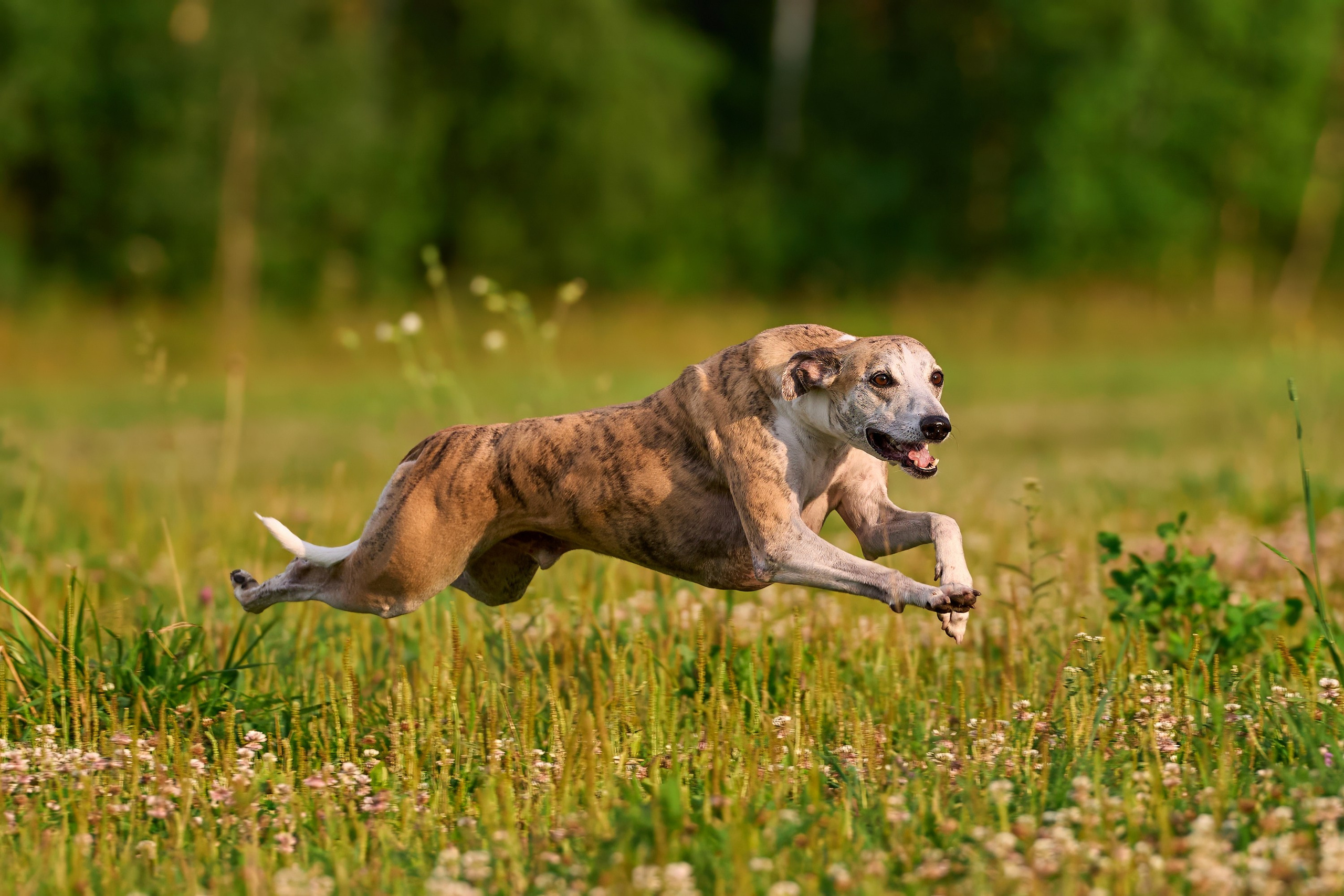 Тренировка по курсингу в Донино. Фотограф-анималист Михаил Манухин