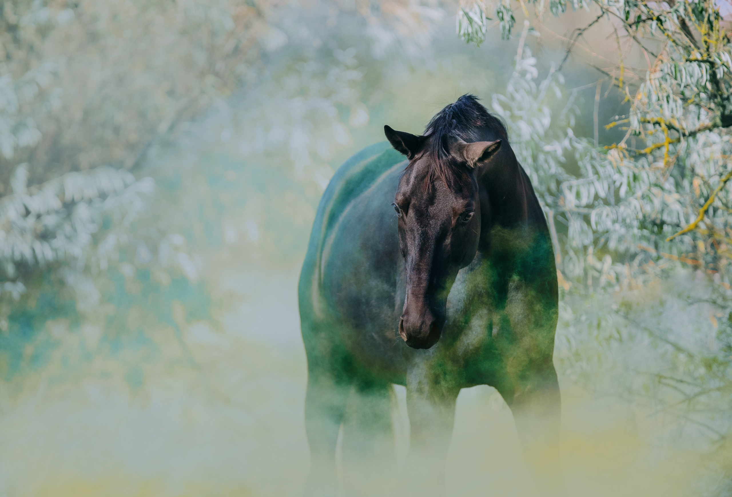 Разное. Фотограф-анималист Ксендзова Кристина