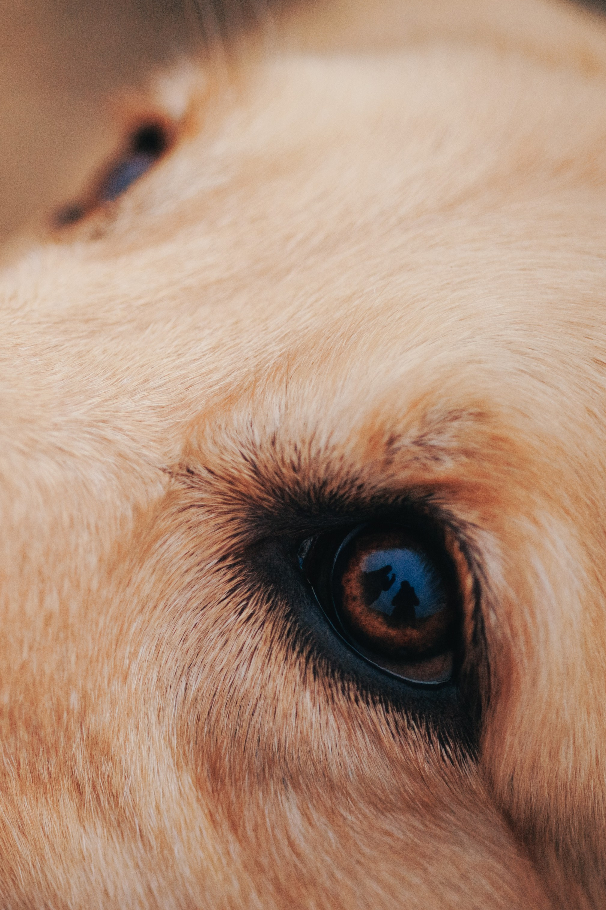 Съемка с собакой. Анастасия Белаш