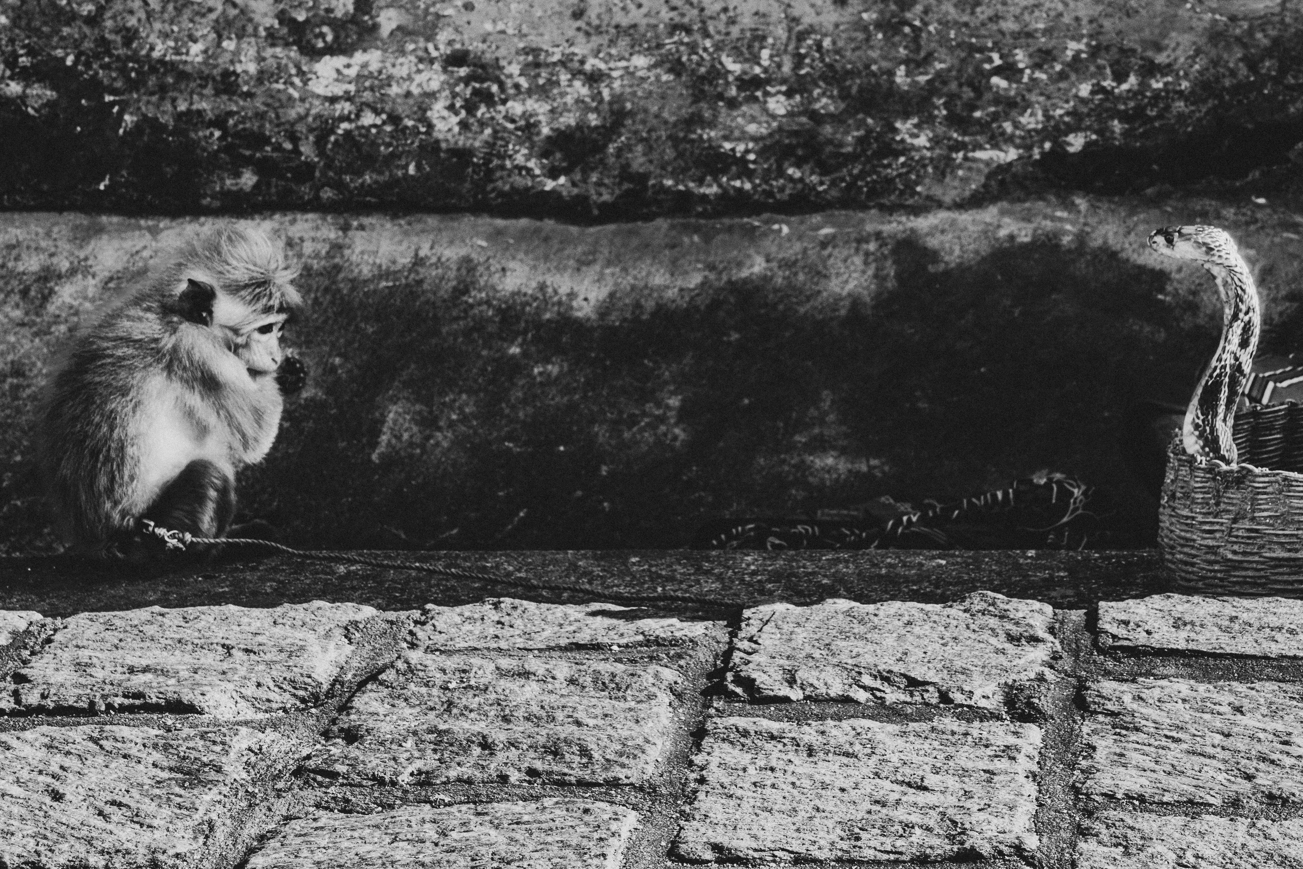 Шри-Ланка 2025. Легкая фотография