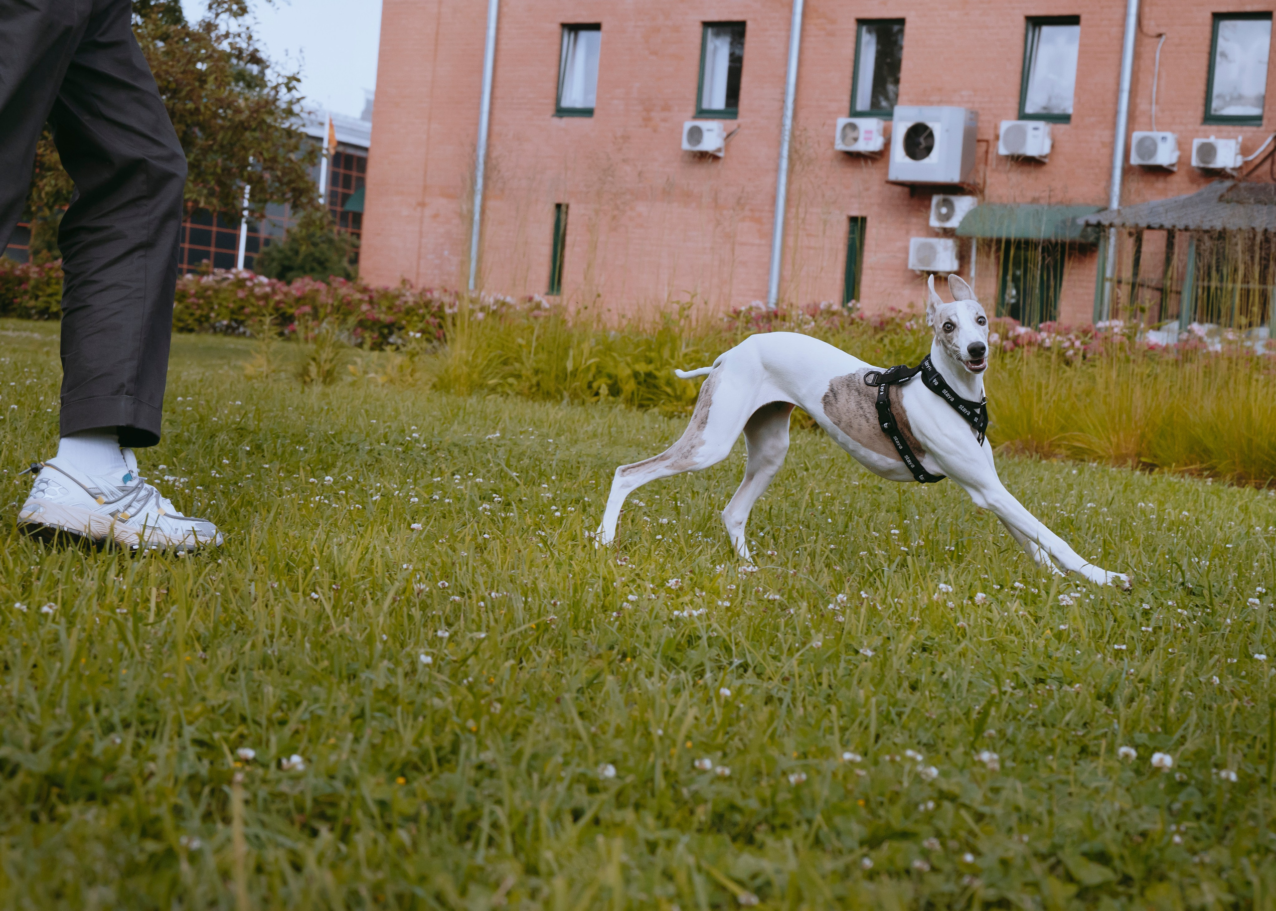 Ветка. Фотограф- анималист Александра Матвеева
