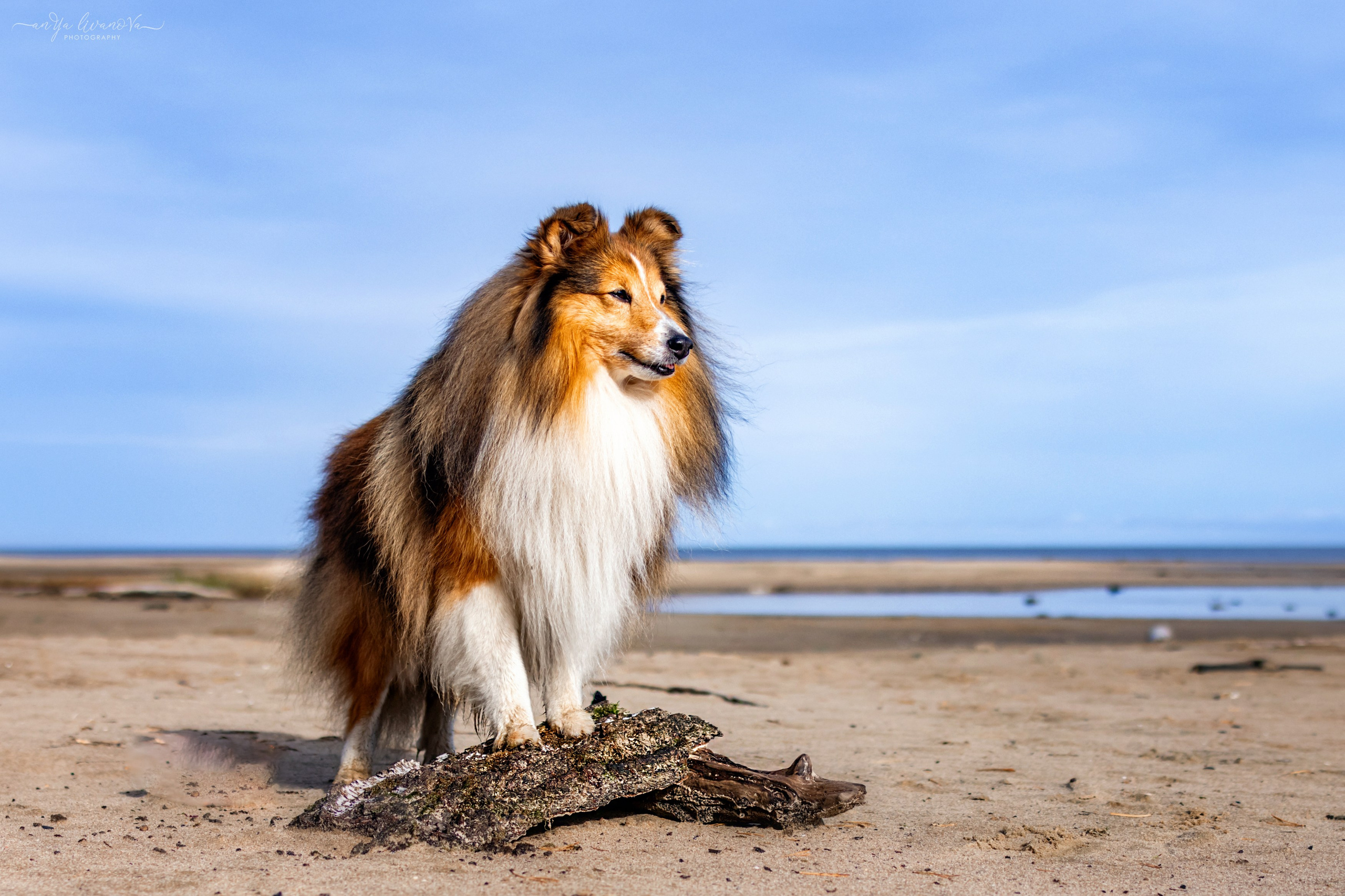 Рома. Фотограф анималист Аня Ливанова | Рыбинск