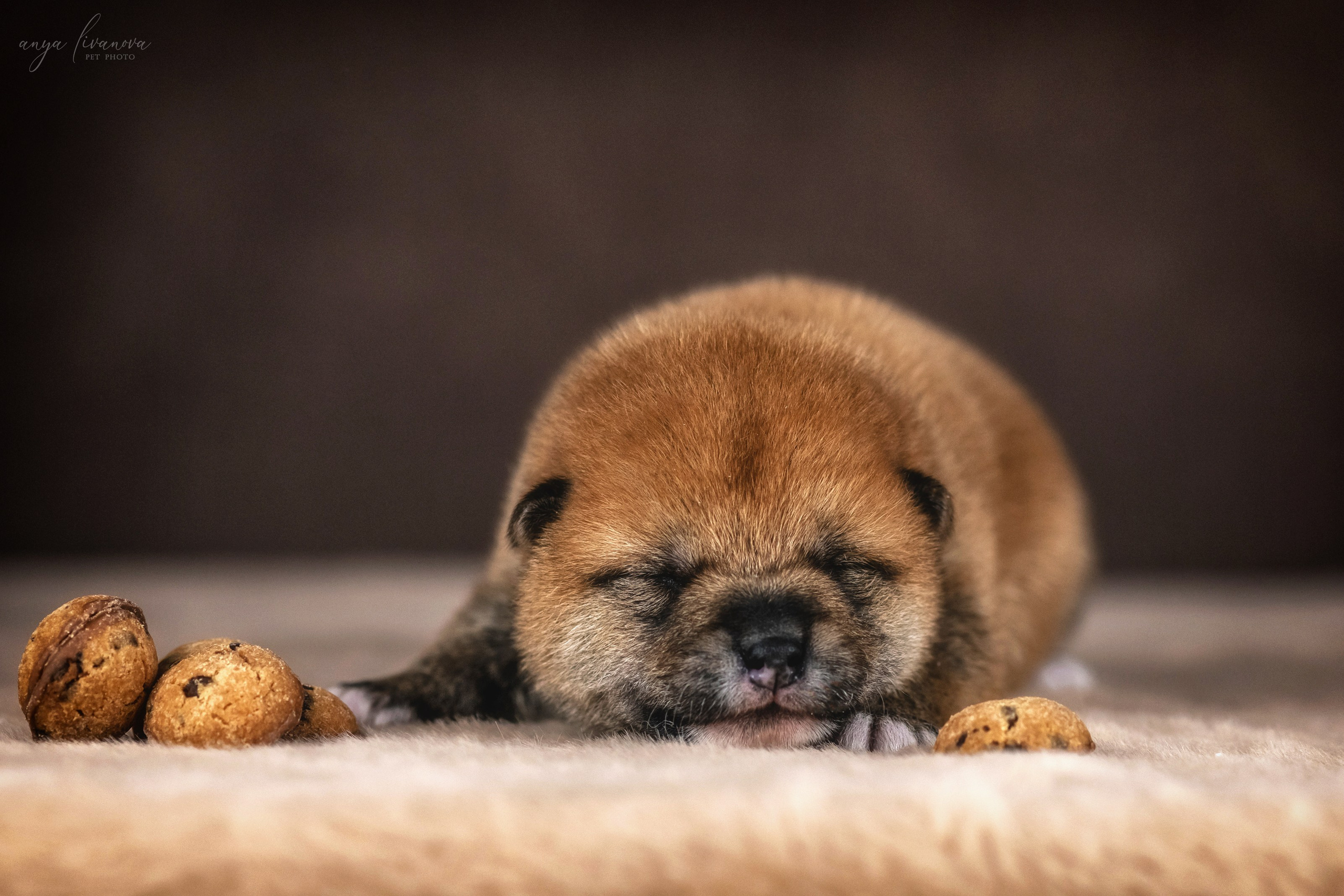 Сибы. Фотограф анималист Аня Ливанова | Рыбинск