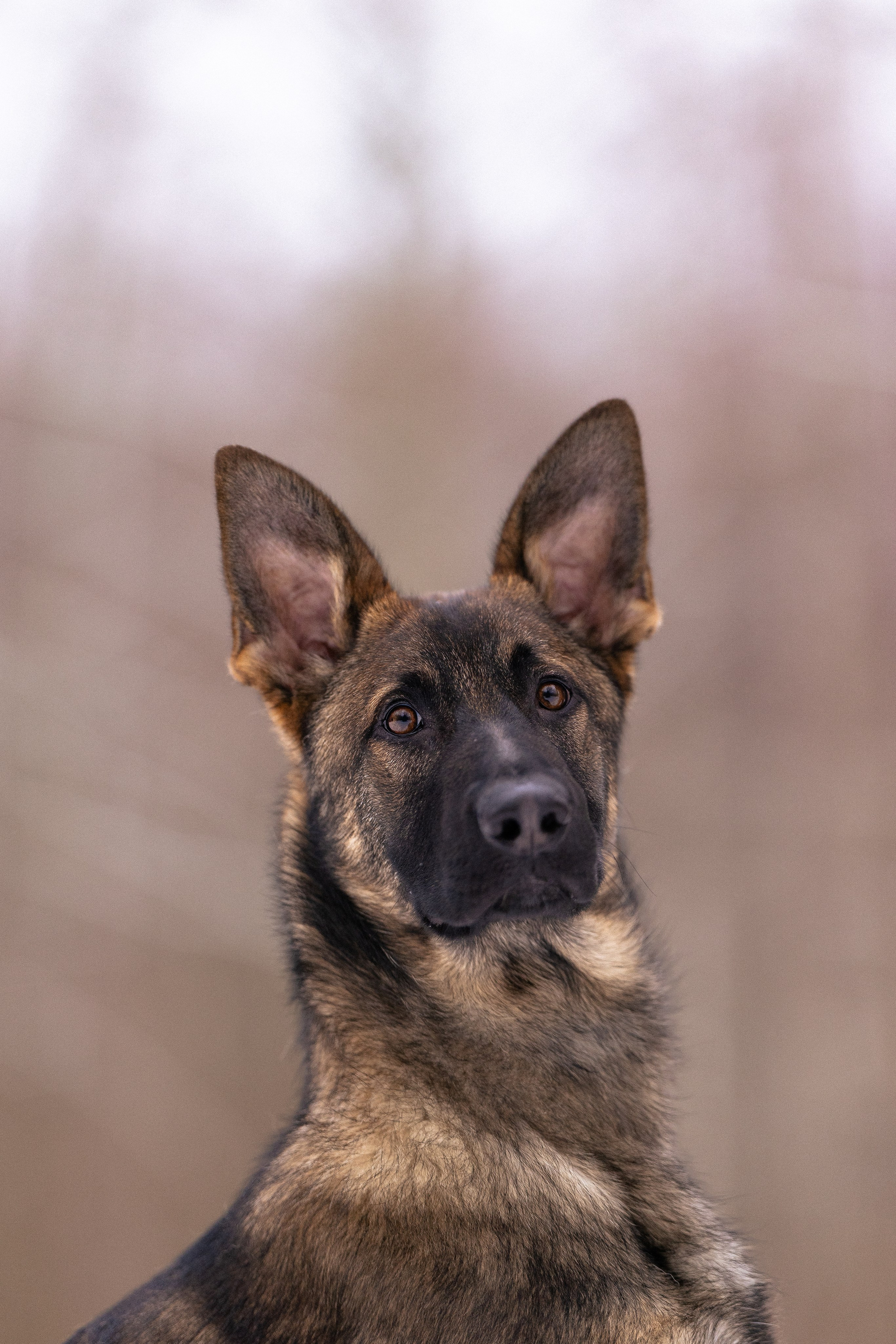 Немецкая овчарка. Фотограф и видеограф анималист Аганина Дарья