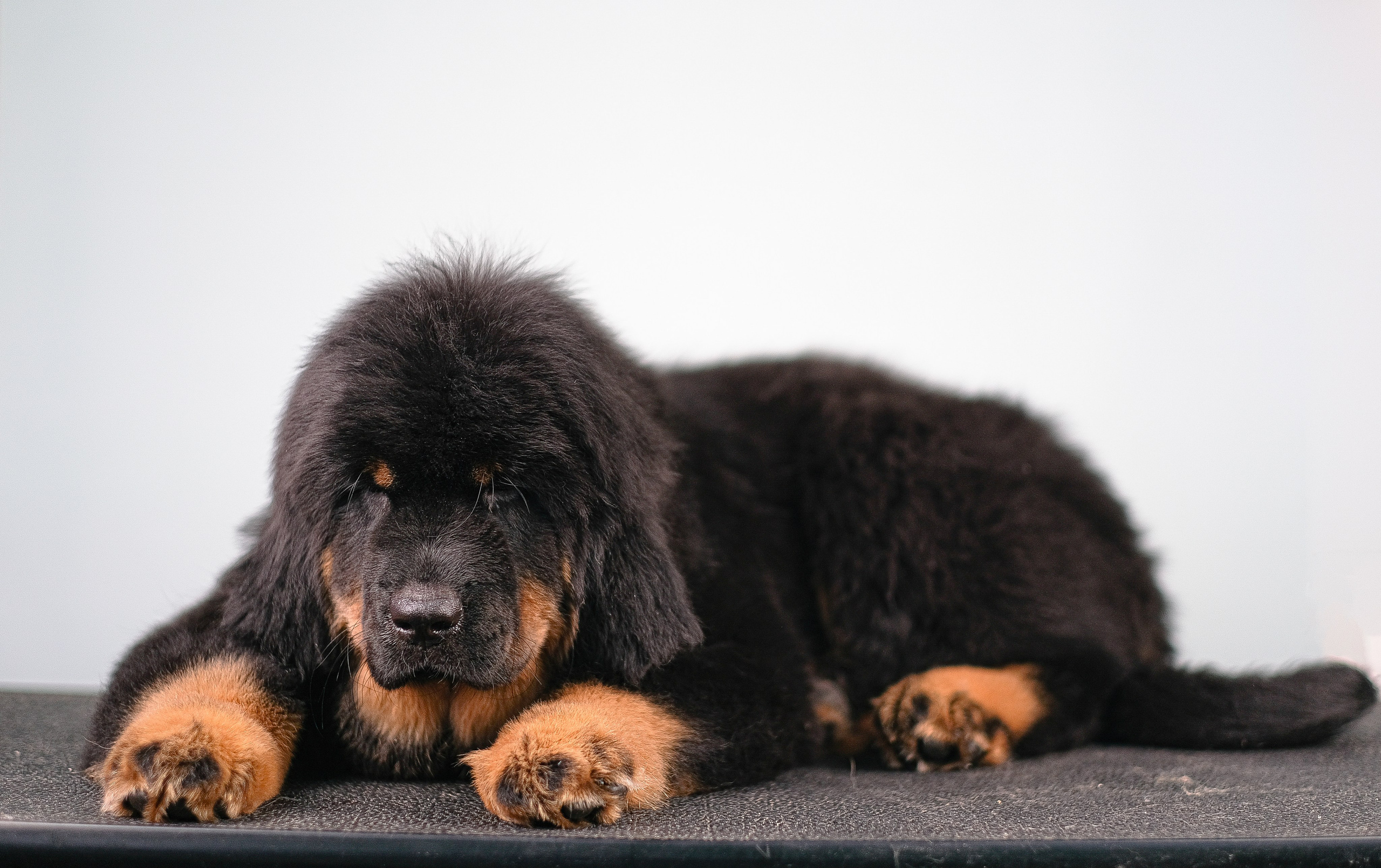 Тибетский мастиф. Фотограф и видеограф анималист Аганина Дарья