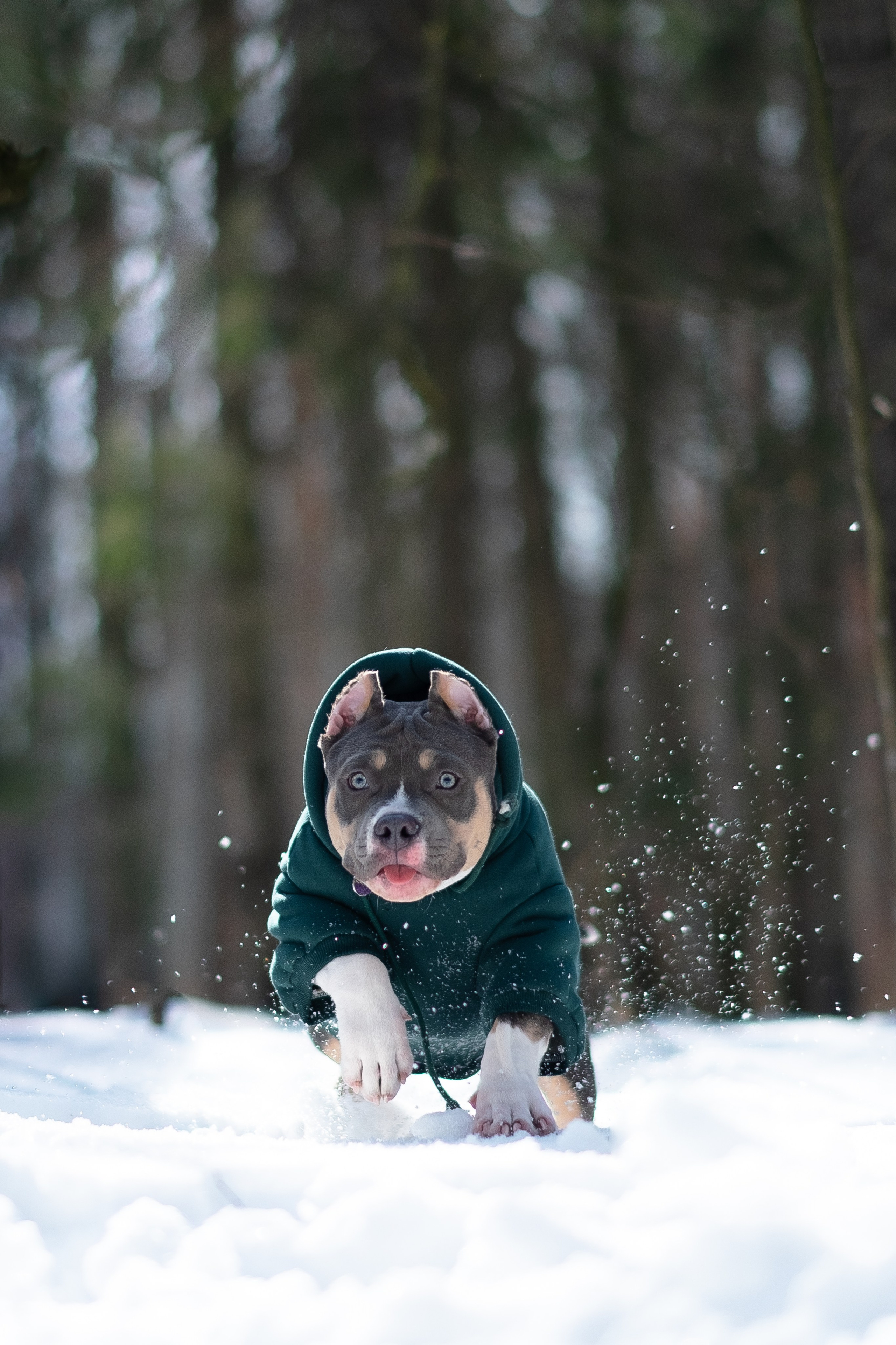 Валерия и Наган. Фотограф и видеограф анималист Аганина Дарья